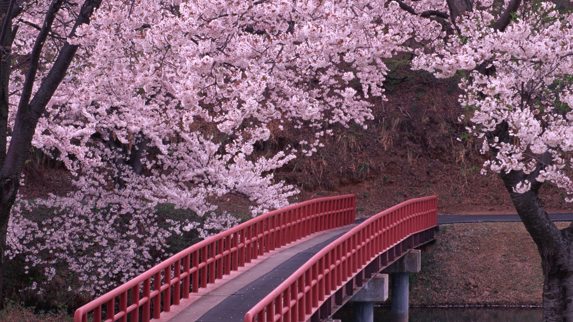 Japan Background Cherry Blossom - HD Wallpaper 