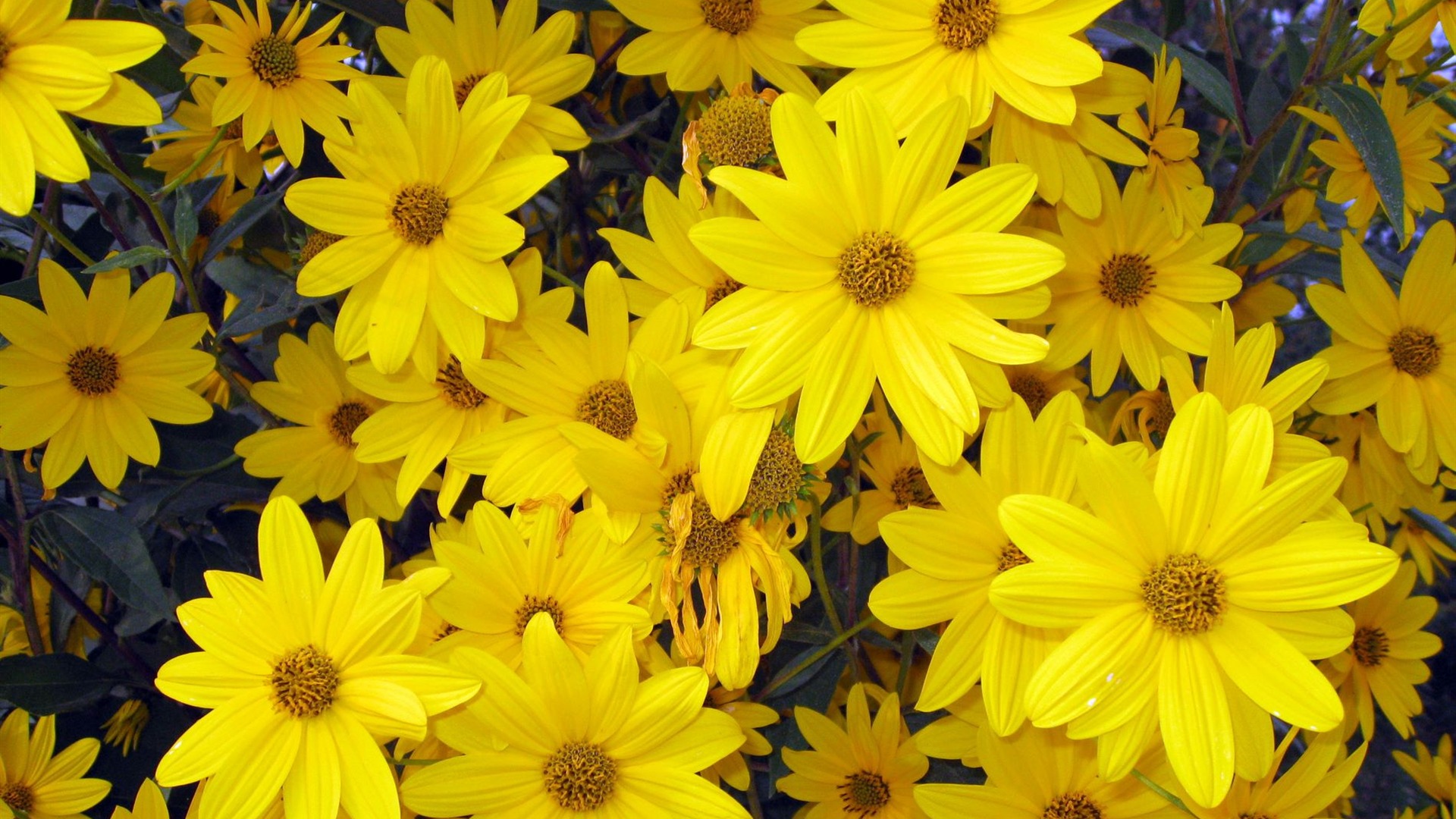 Background Yellow Flowers - HD Wallpaper 