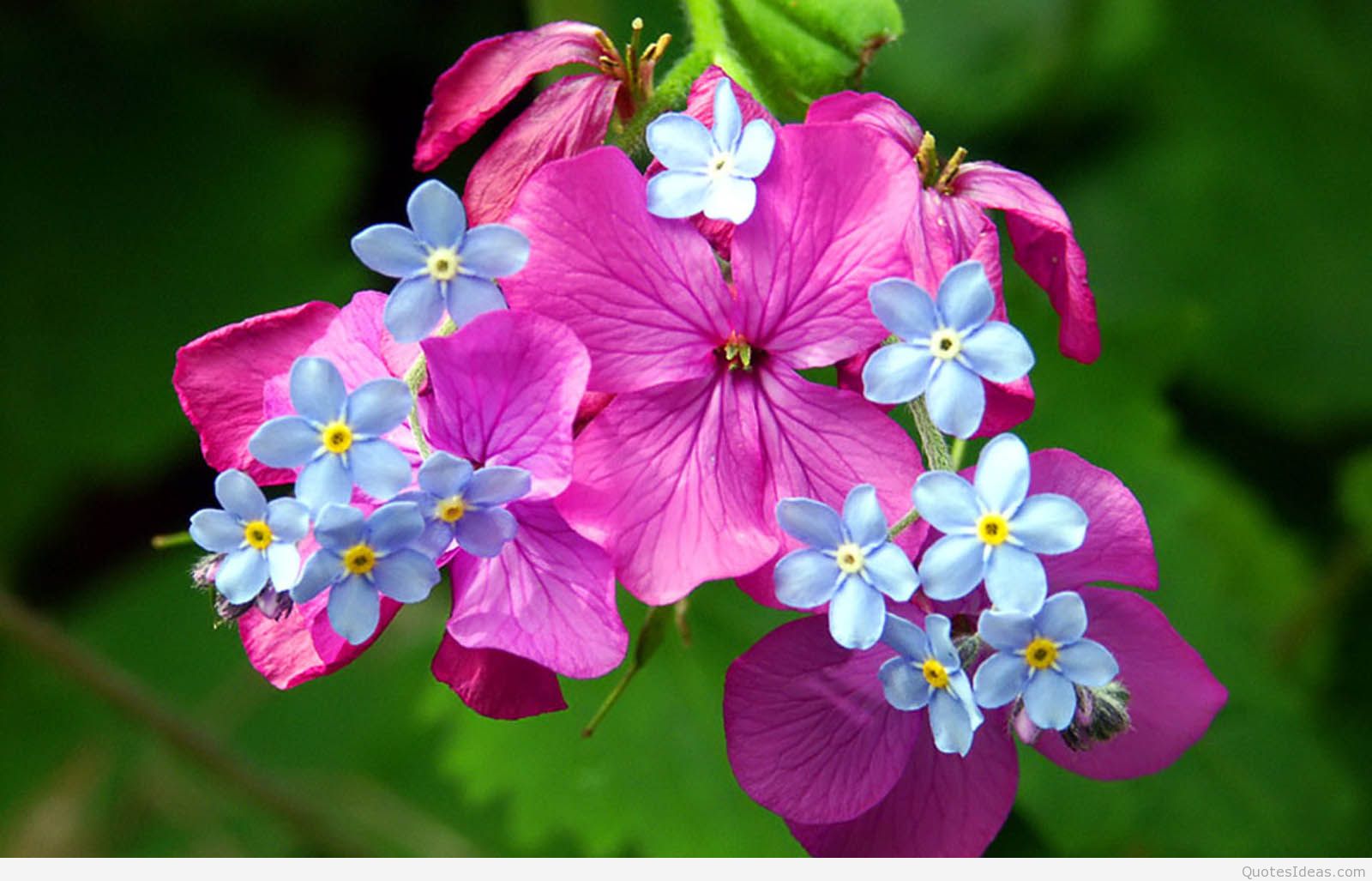 Spring Flowers Wallpaper-cwzp - HD Wallpaper 