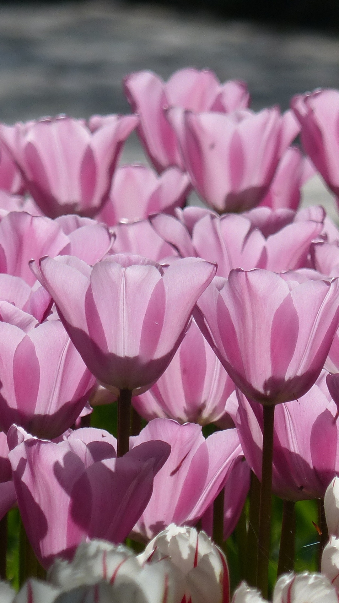 Tulip, Pink, Spring, Flowers, Wallpaper - HD Wallpaper 