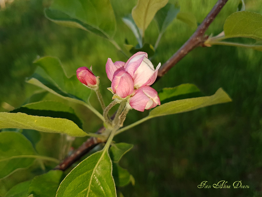 Impatiens - HD Wallpaper 