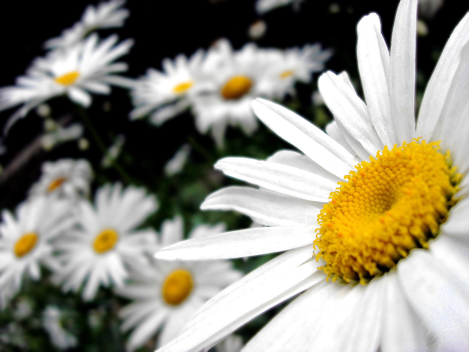 Preview White Flowers Picture - HD Wallpaper 