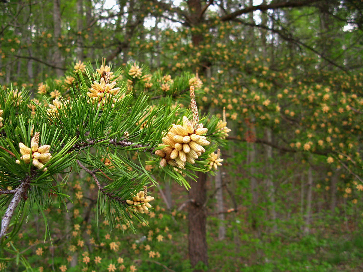 Pine Tree Spring Shutes - Pine Tree In Spring - HD Wallpaper 