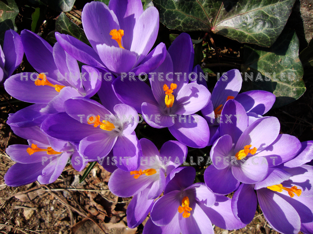 Spring Primavara Flori Crocus Heuffelianus - Spring Crocus - HD Wallpaper 