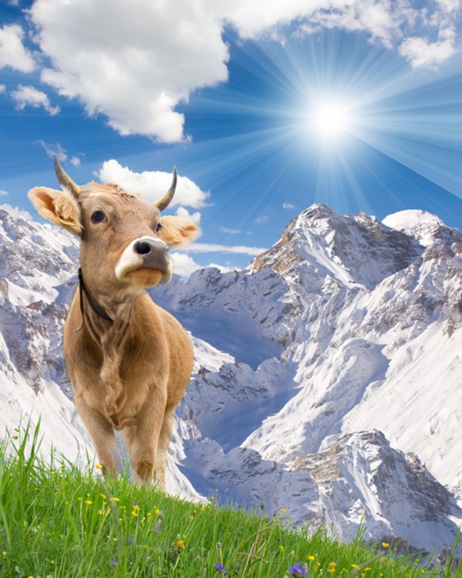 Cow On A Mountain - HD Wallpaper 