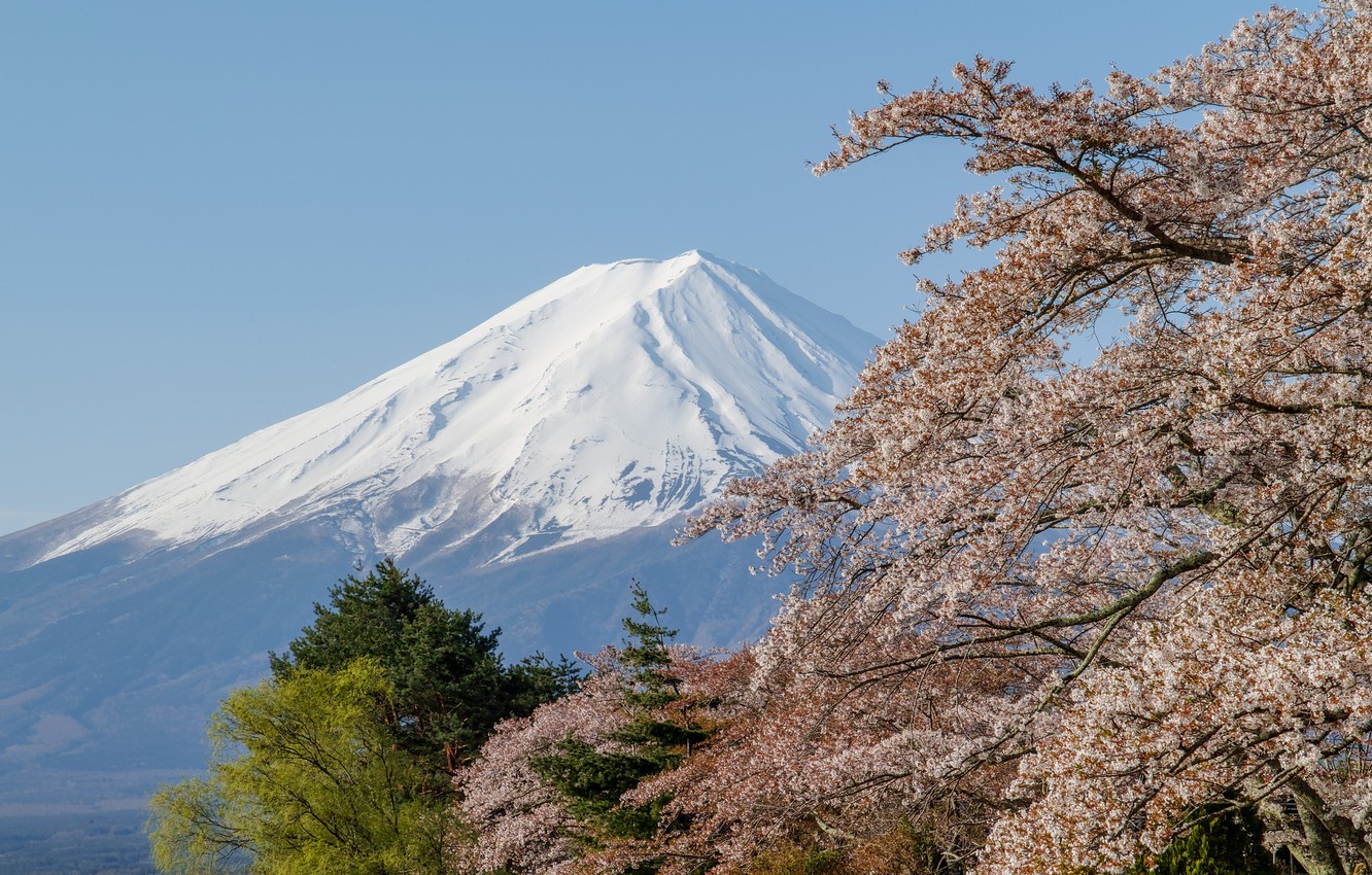 Photo Wallpaper The Volcano, Sakura, Mount Fuji - Lake Kawaguchi - HD Wallpaper 