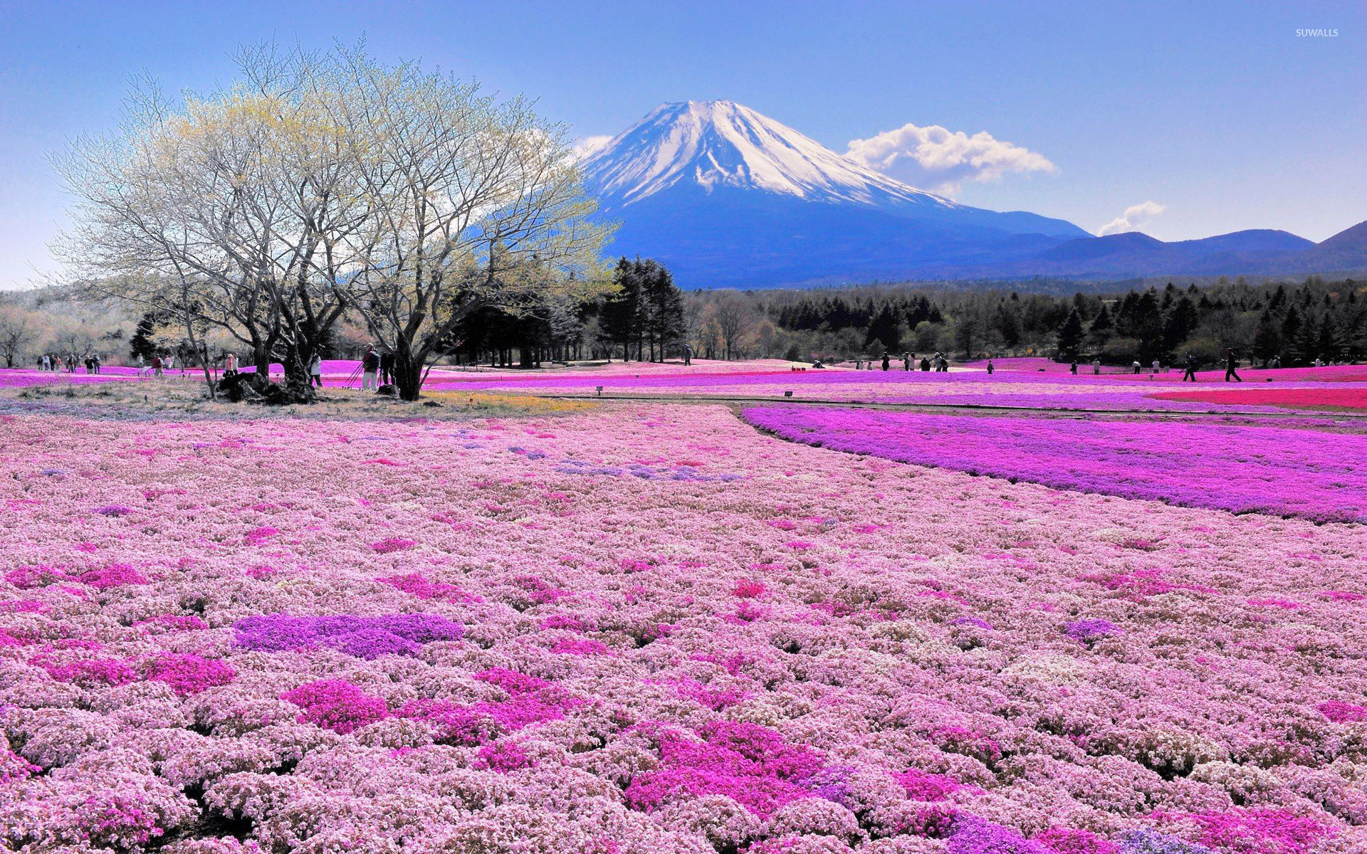 1920x1200, Pink Flower Field And Mount Fuji Wallpaper Japan Best Tourist Spot 1920x1200