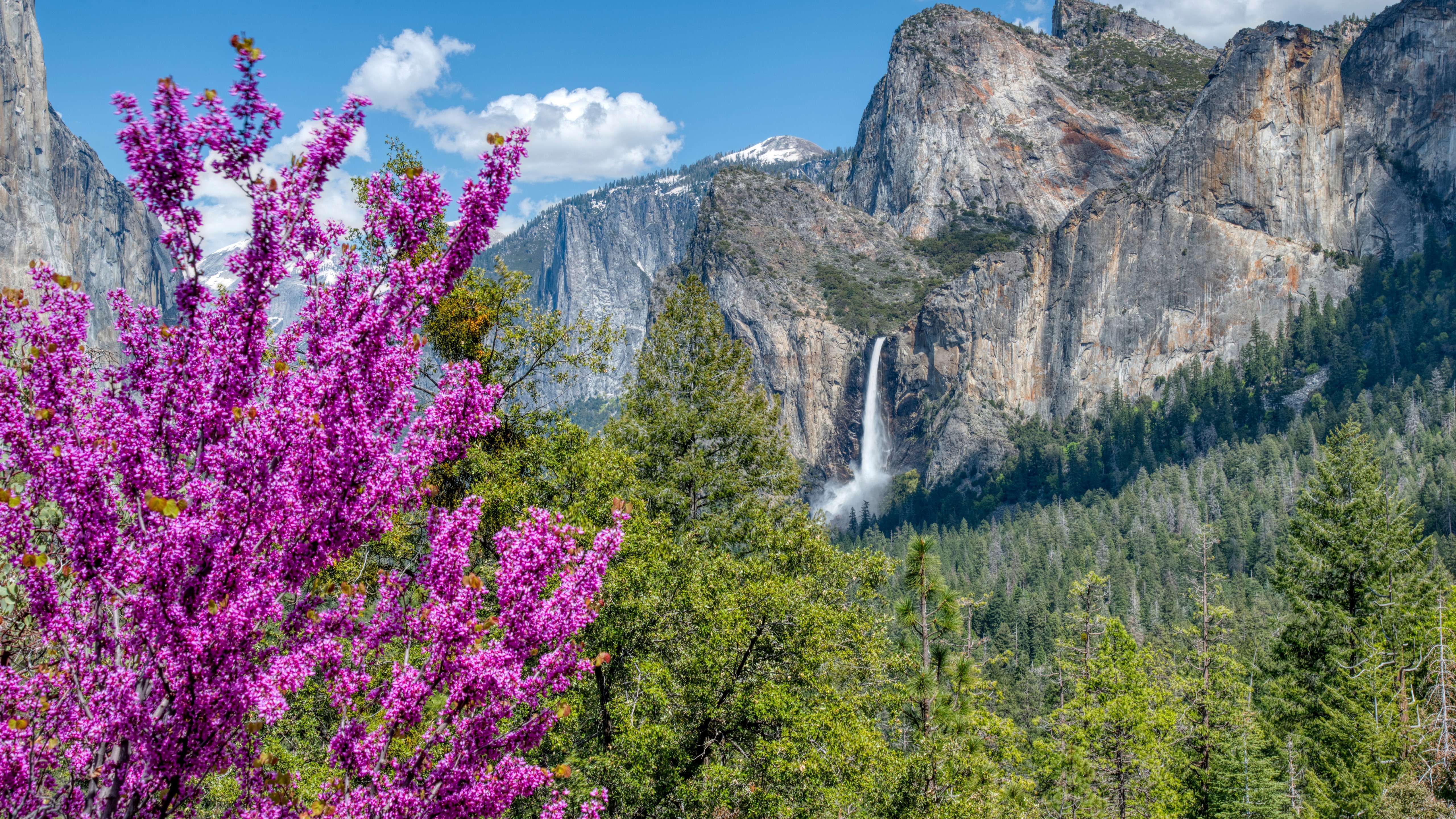 Wallpaper Yosemite National Park, Pink Flowers, Forest, - Yosemite National Park, Yosemite Valley - HD Wallpaper 