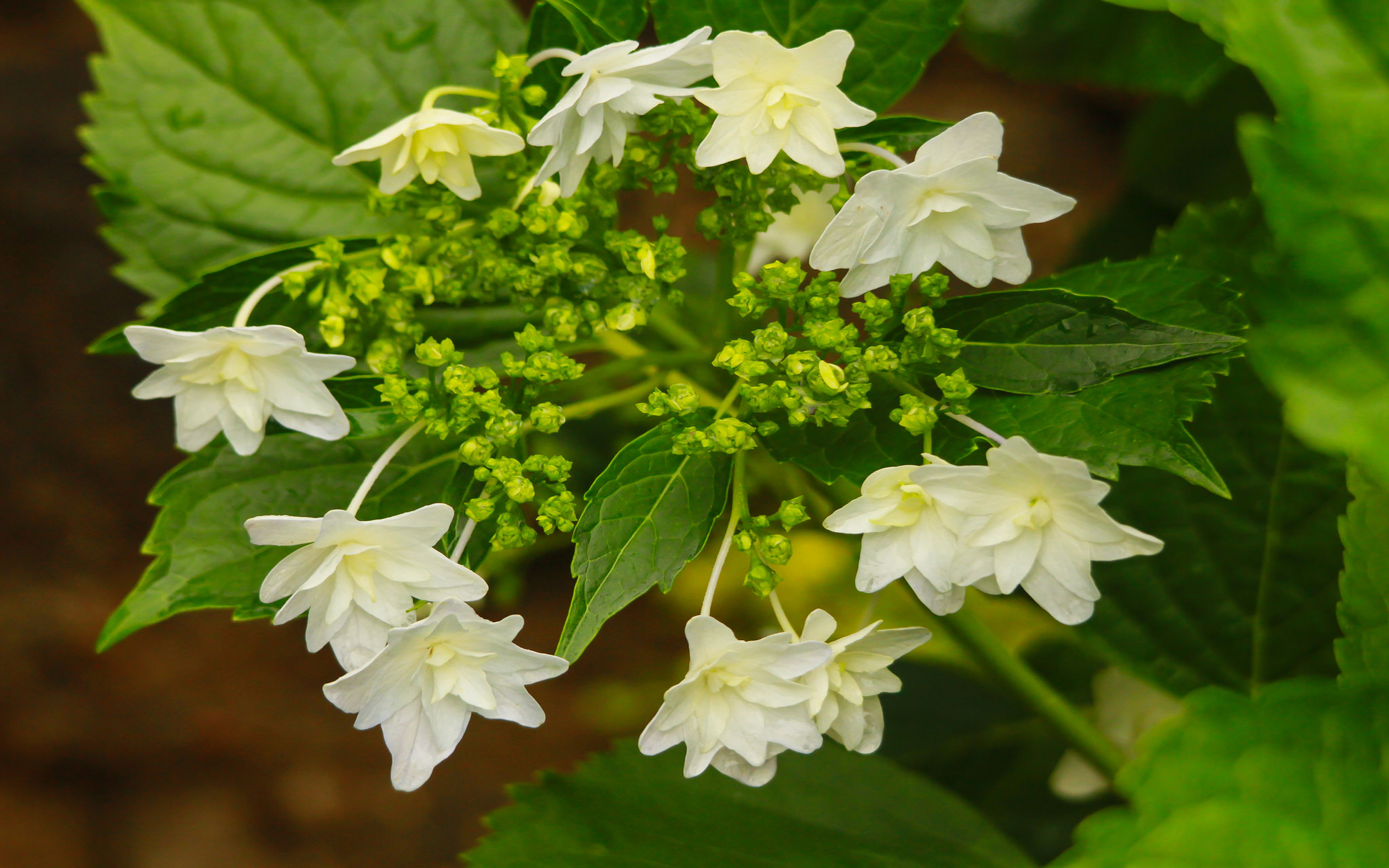 Jasmine - HD Wallpaper 