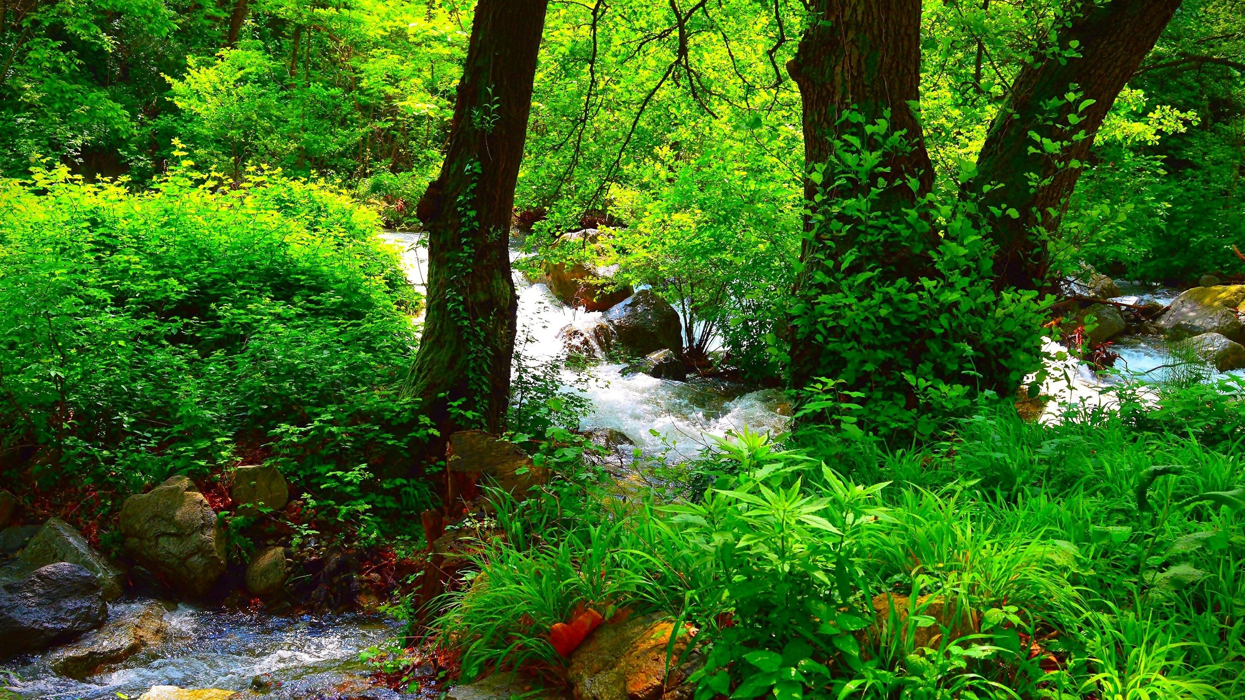 Summer Forest Wallpaper Iphone - HD Wallpaper 