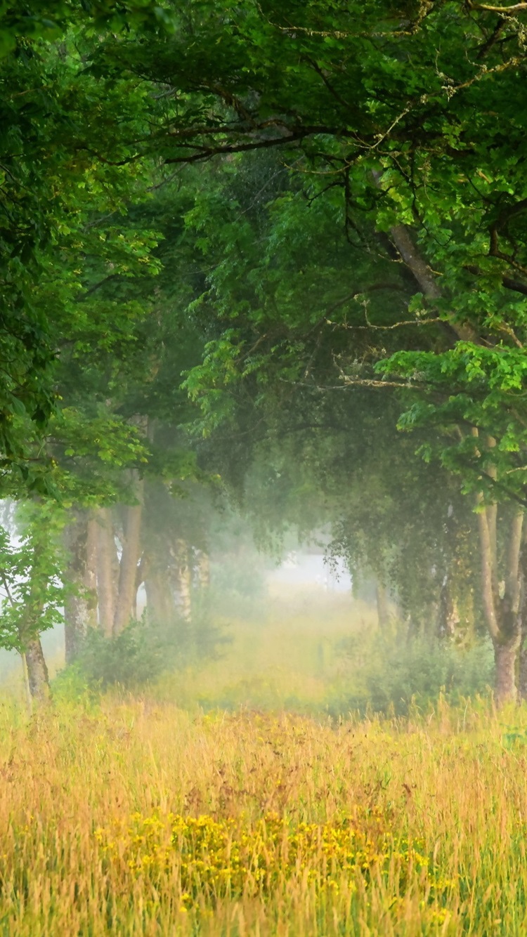 Iphone Wallpaper Summer Nature Scenery, Trees, Grass, - Summer Nature Wallpaper Iphone - HD Wallpaper 