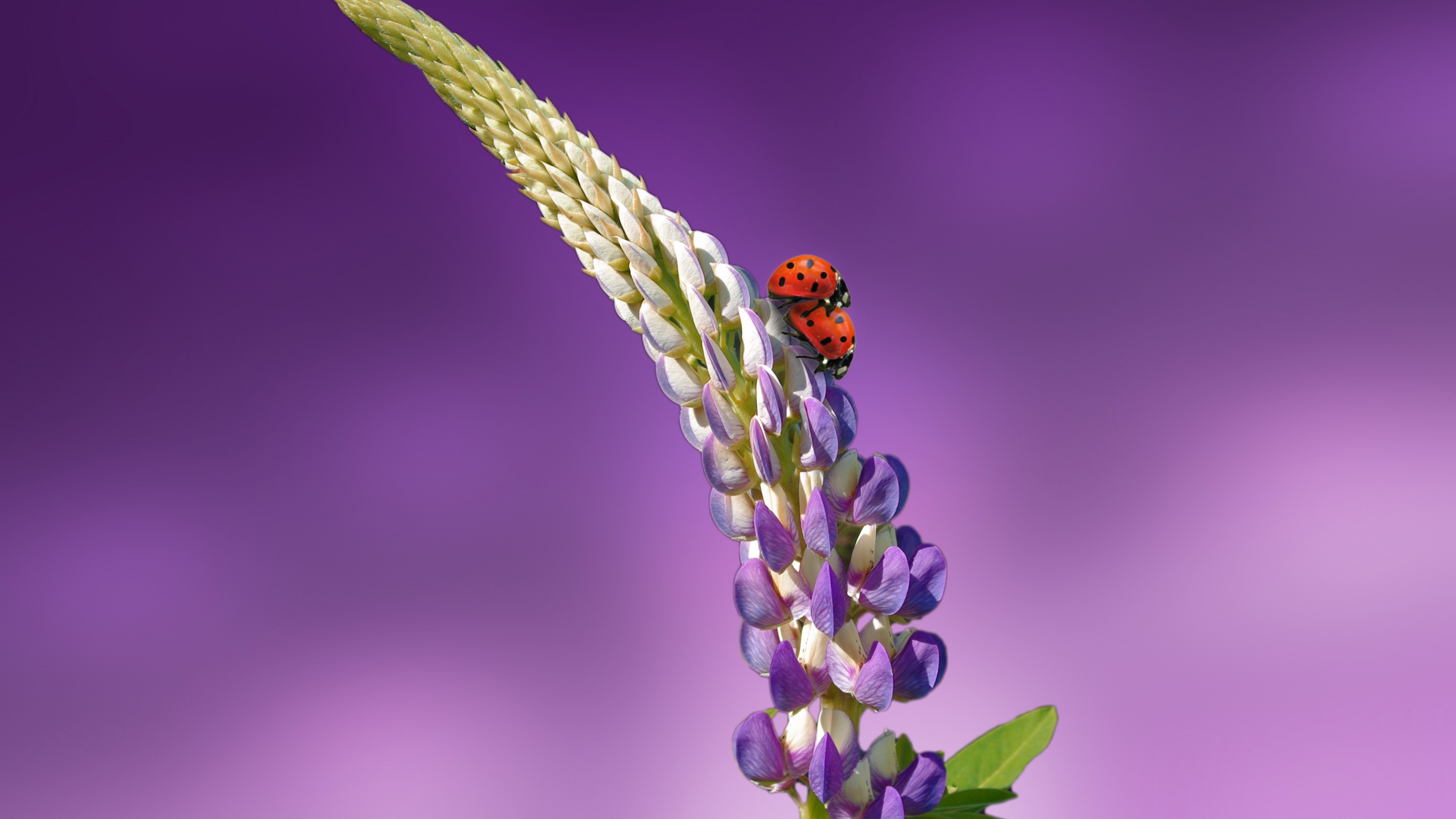 8k Flower - 3840x2160 Wallpaper 8k Flower - 3840x2160 Wallpaper
