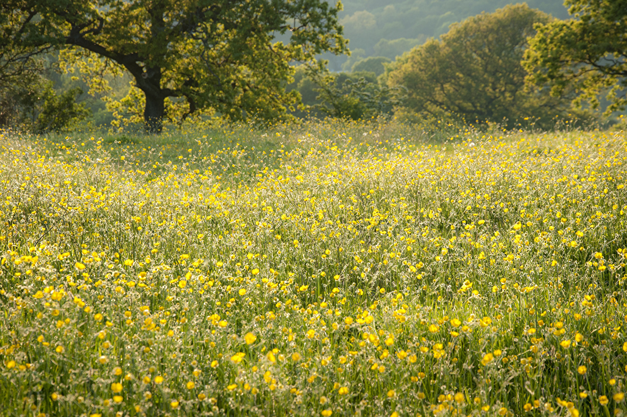 Field Marigold - HD Wallpaper 