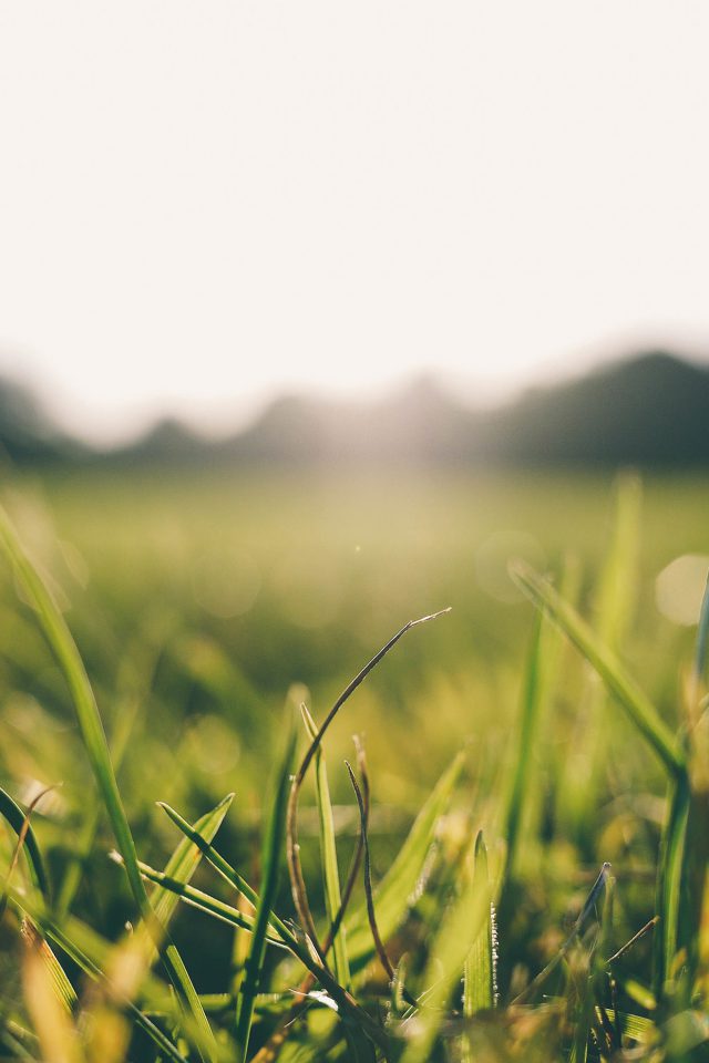 Grass Green Bokeh Light Summer Nature Iphone Wallpaper - HD Wallpaper 