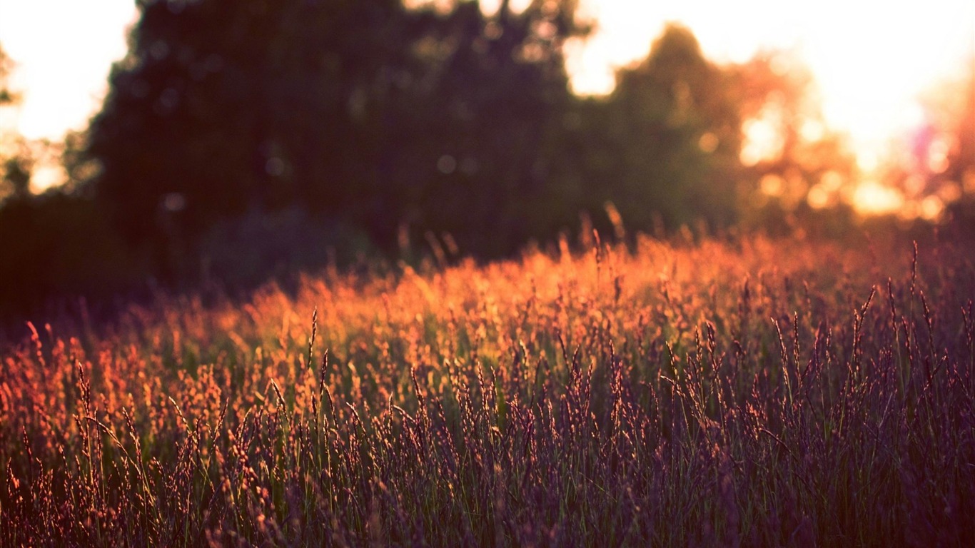 Tall Grass Sunset-summer Nature Hd Wallpaper2013 - Tall Grass - HD Wallpaper 