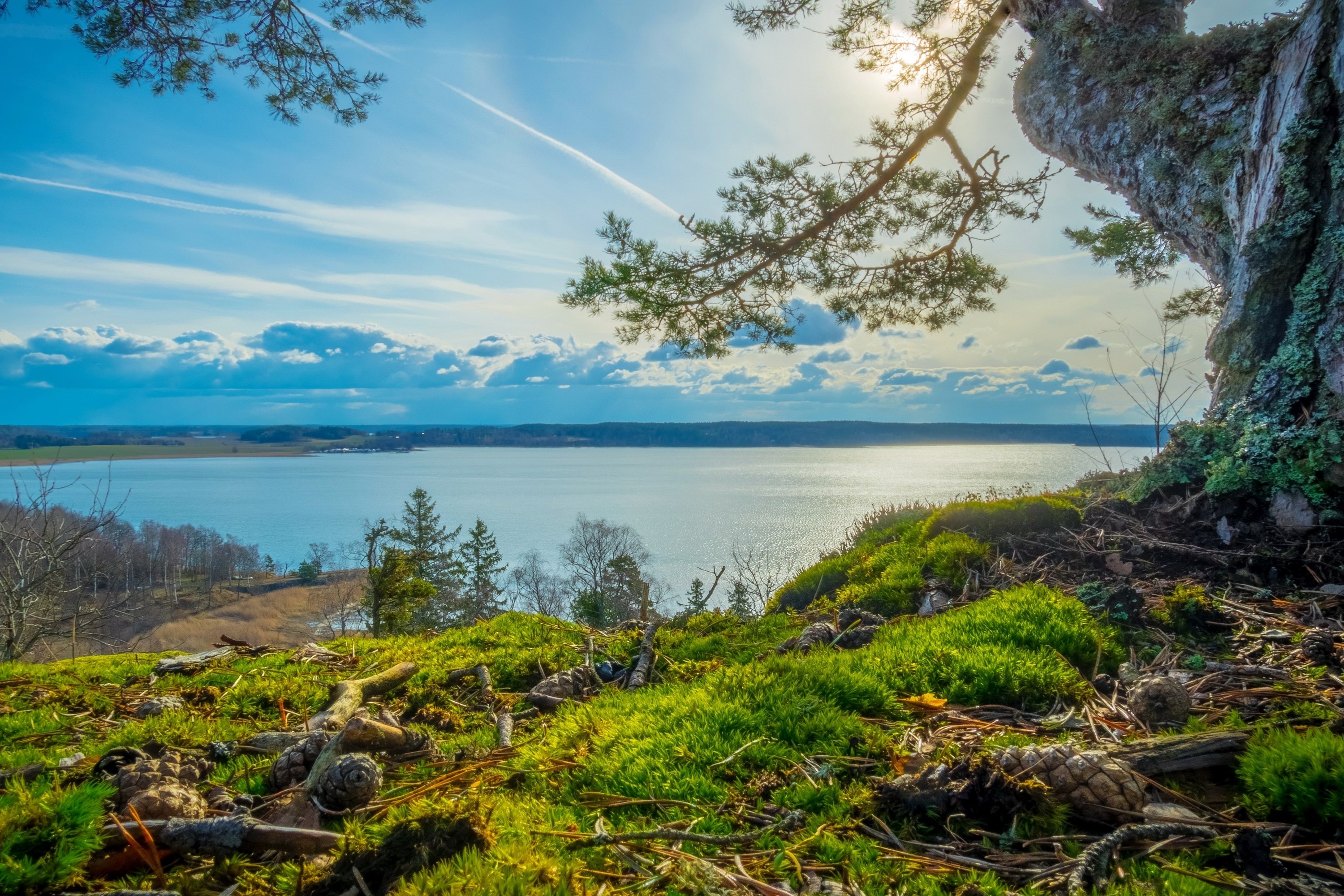 Summer Nature Wallpaper - HD Wallpaper 