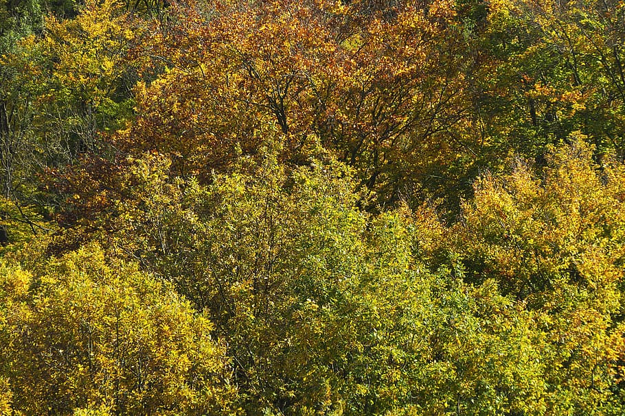Autumn Forest, Indian Summer, Treetop, Canopy, Emerge, - Plane-tree Family - HD Wallpaper 