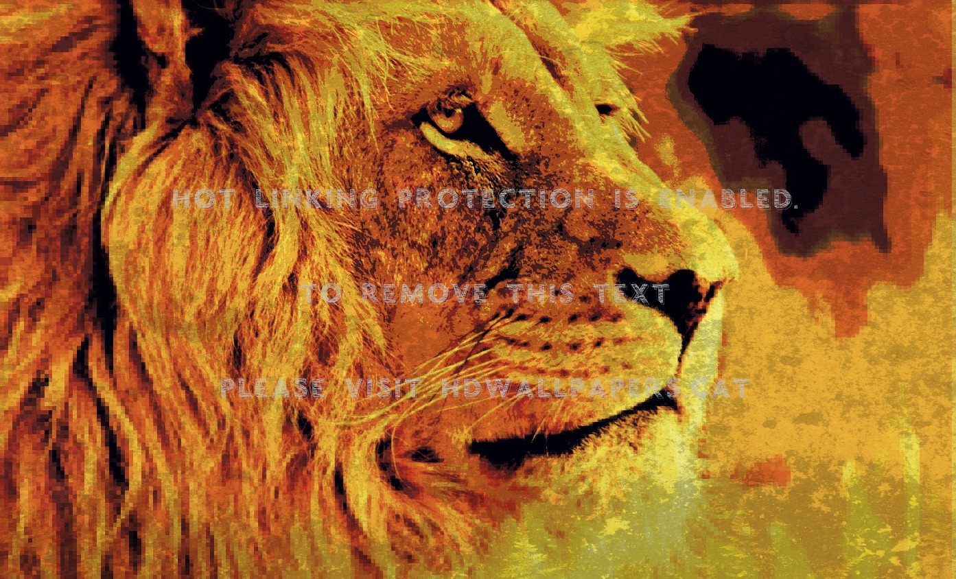 Gold Majesty Exotic Yellow Golden Lion - Lion Full Hd Wallpapers For Laptop - HD Wallpaper 
