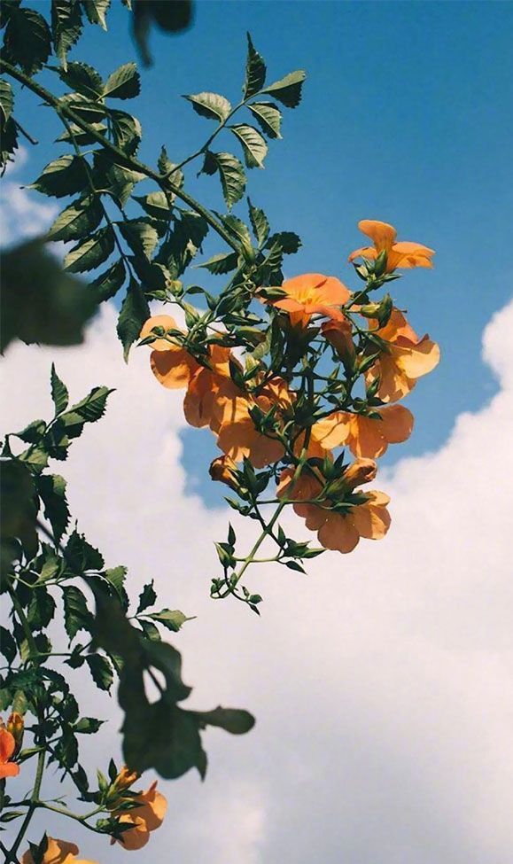 Beautiful Flower Wallpaper Iphone - HD Wallpaper 