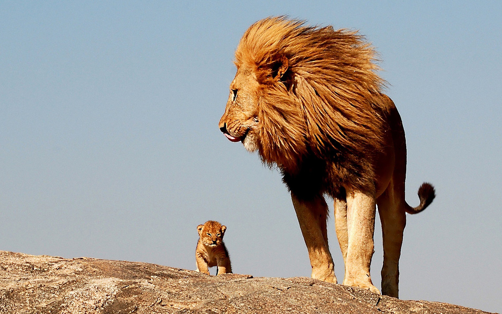 Lion With Baby Lion - HD Wallpaper 