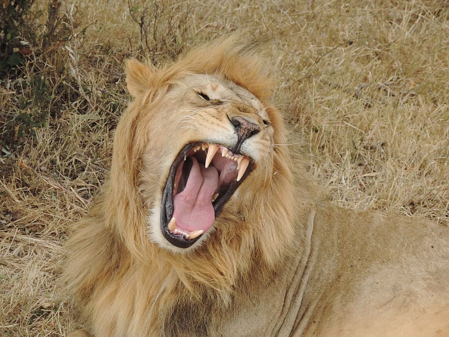 Roaring Lion Lying On Grass, Africa, Wild Animal, Wildcat, - Chuck Norris And Lions - HD Wallpaper 