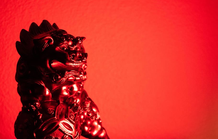 Lion - HD Wallpaper 