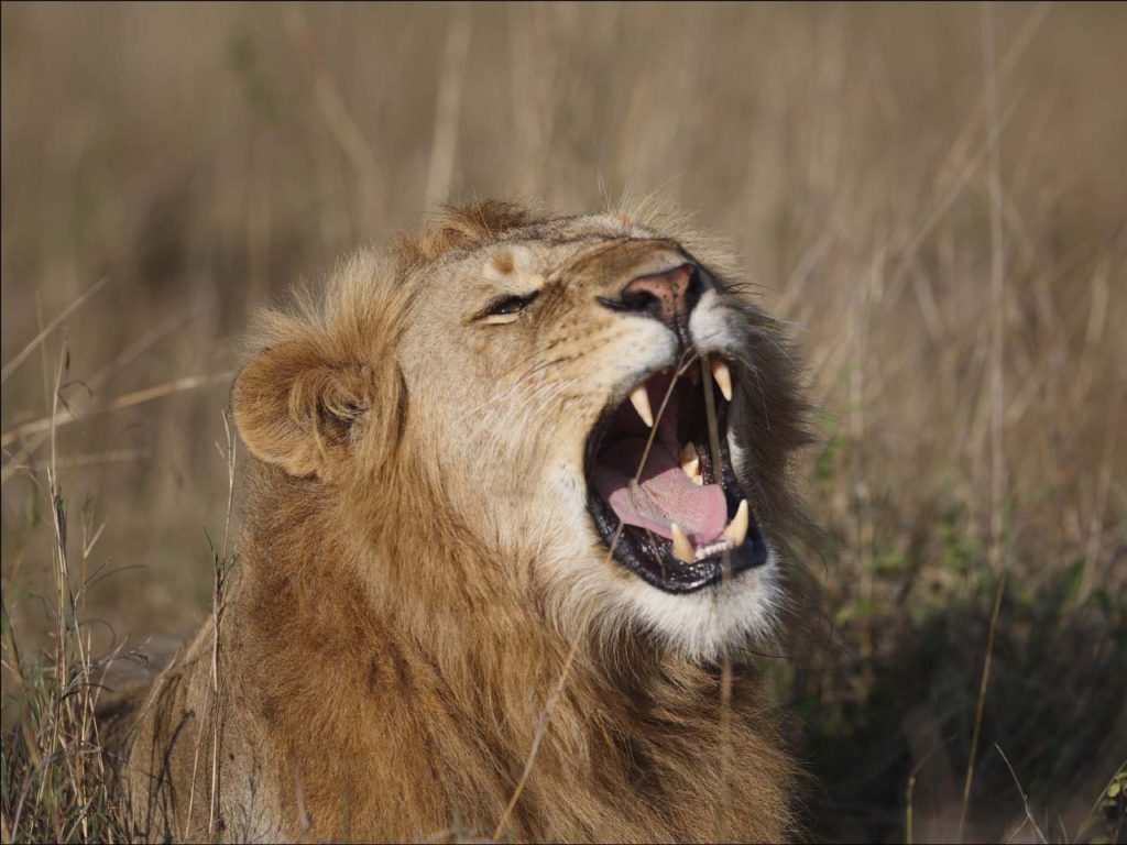 Picture Of Roaring Lion Wallpaper - Roar - HD Wallpaper 