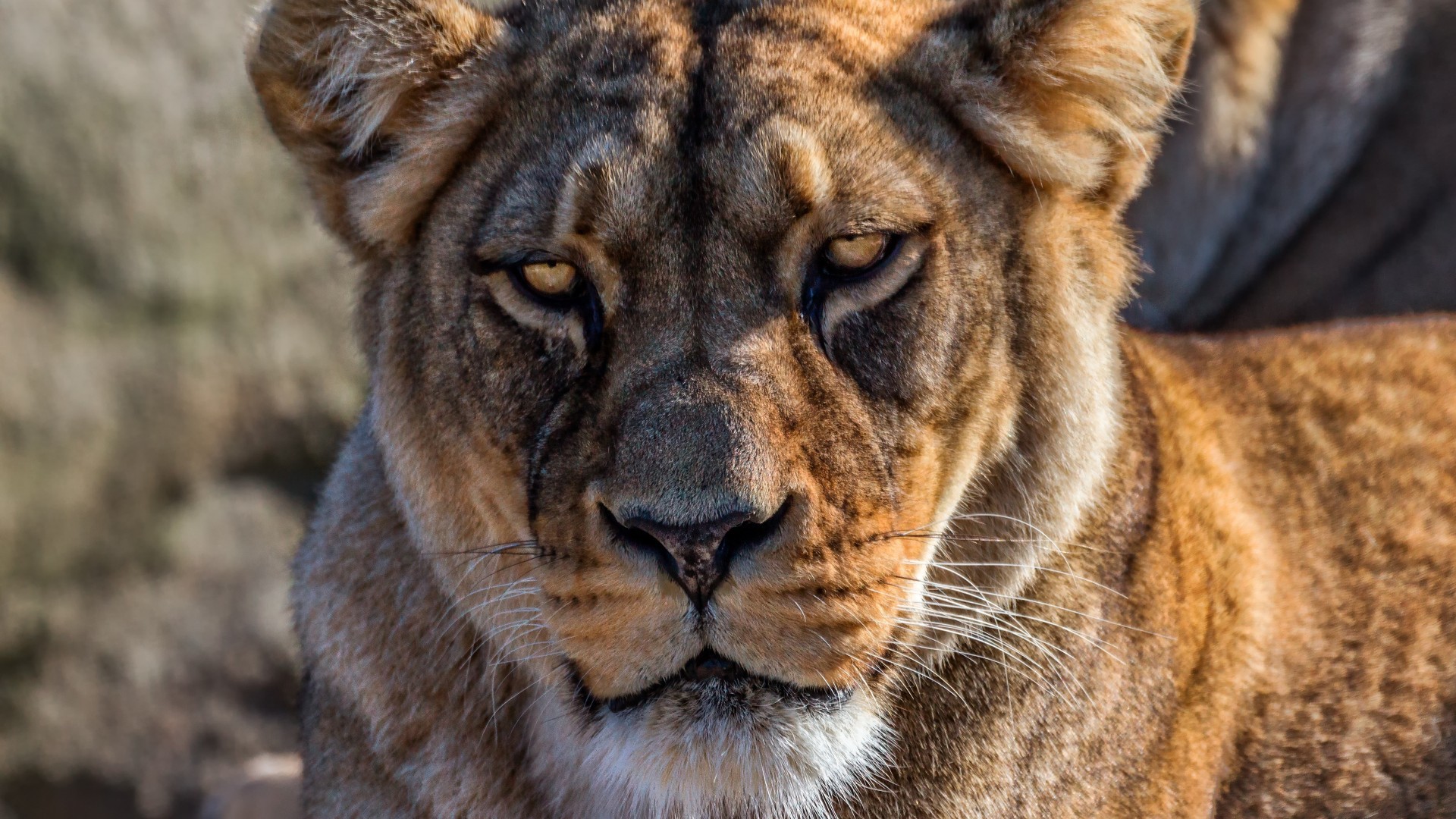 Lion, Angry Face, Predator, Big Cats - Hd Lion And Lioness - HD Wallpaper 