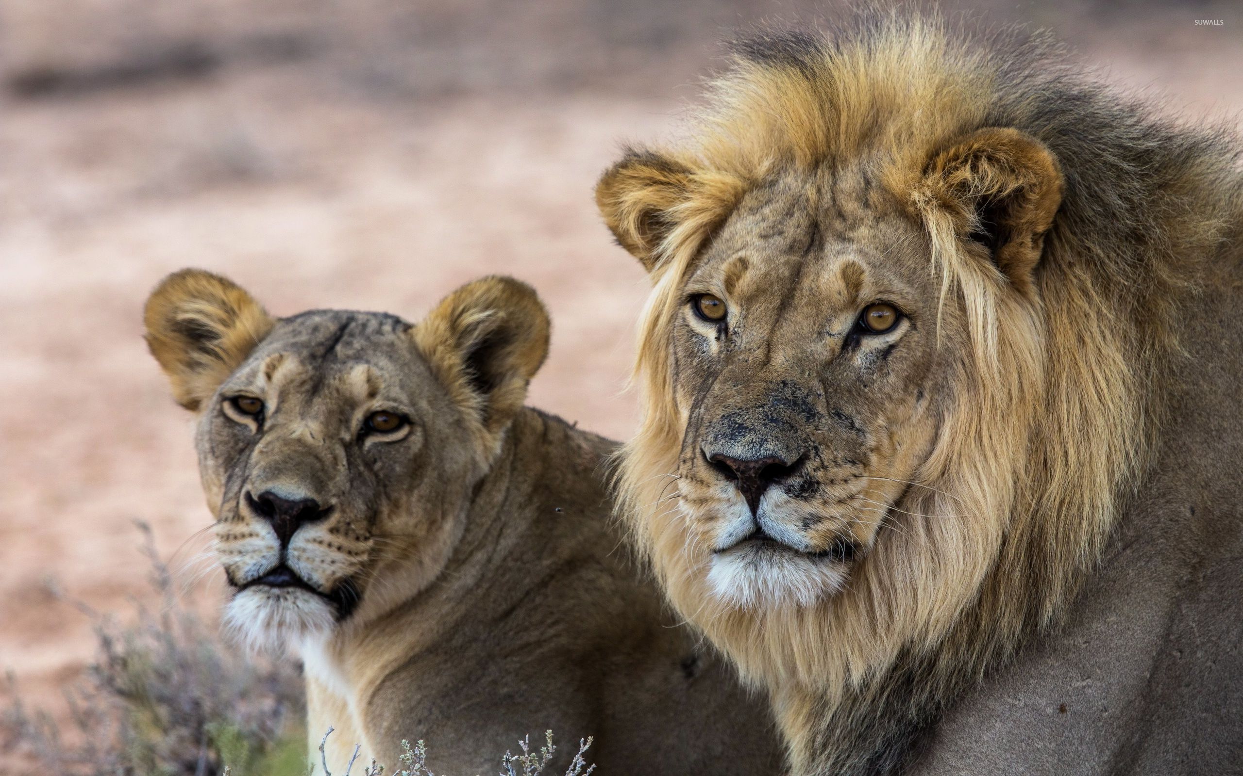 Lion And Lioness Face - HD Wallpaper 