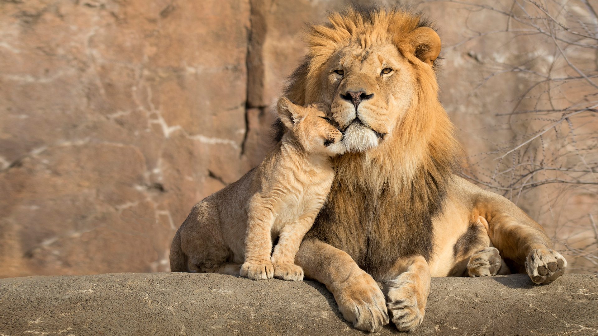 Lion And Lion Cub - HD Wallpaper 