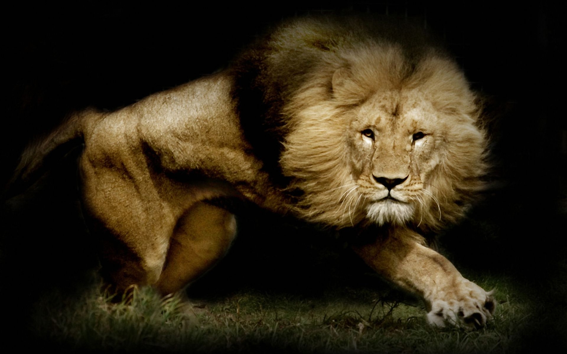 High Resolution Lion - HD Wallpaper 