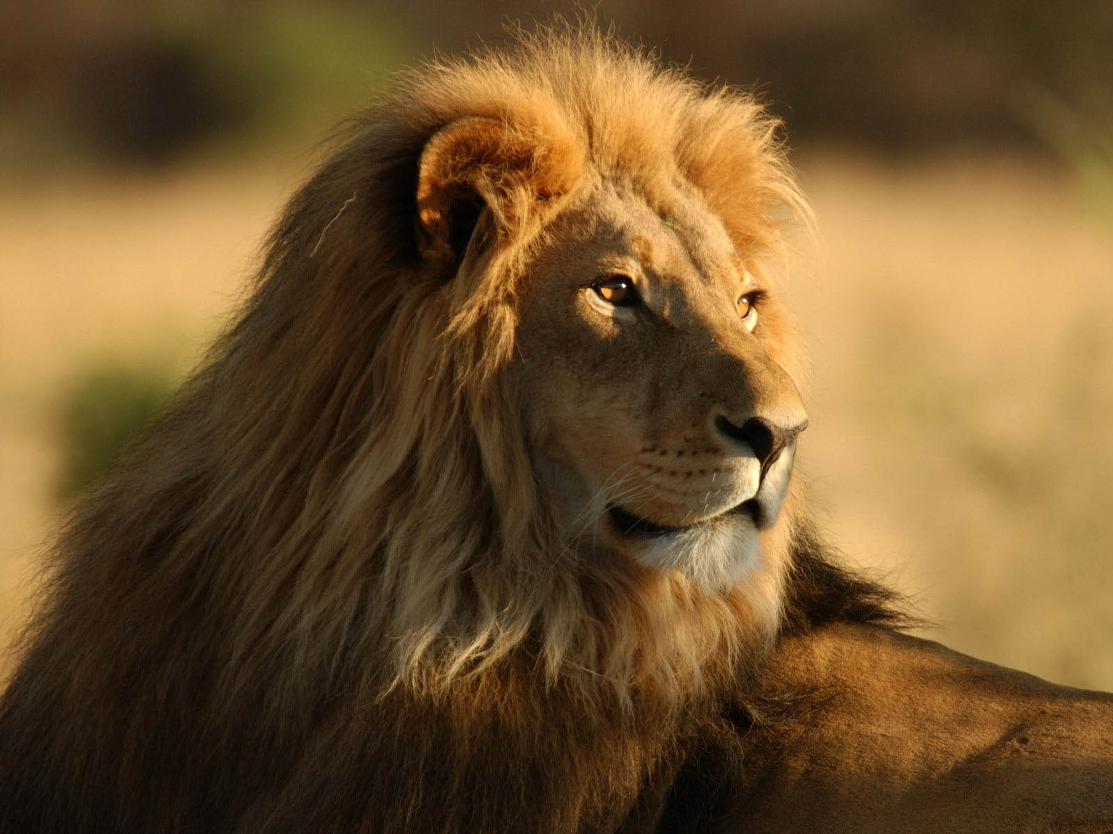 Male Lion Hd - HD Wallpaper 