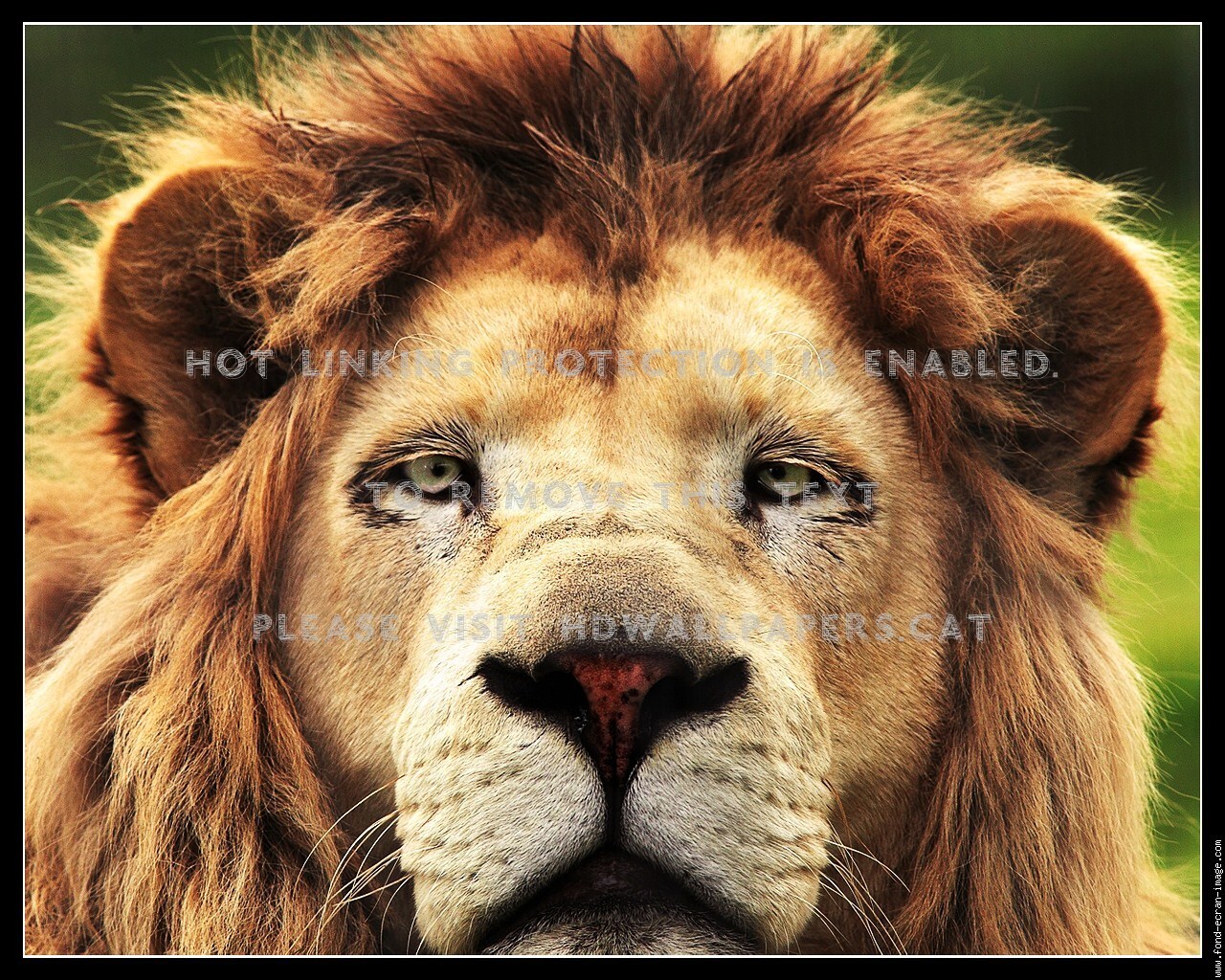 Old King Gold Color Sad Eyes Male Mane Lion - Free Animal Puzzle By Fei - HD Wallpaper 