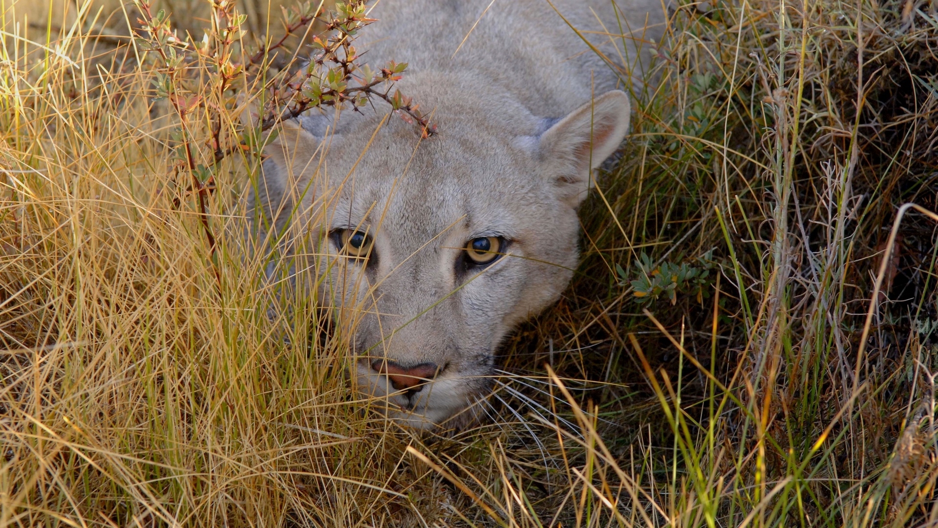 Wallpaper Lion, Grass, Eyes, Face, Walking, Hunting, - Animal Creeping - HD Wallpaper 