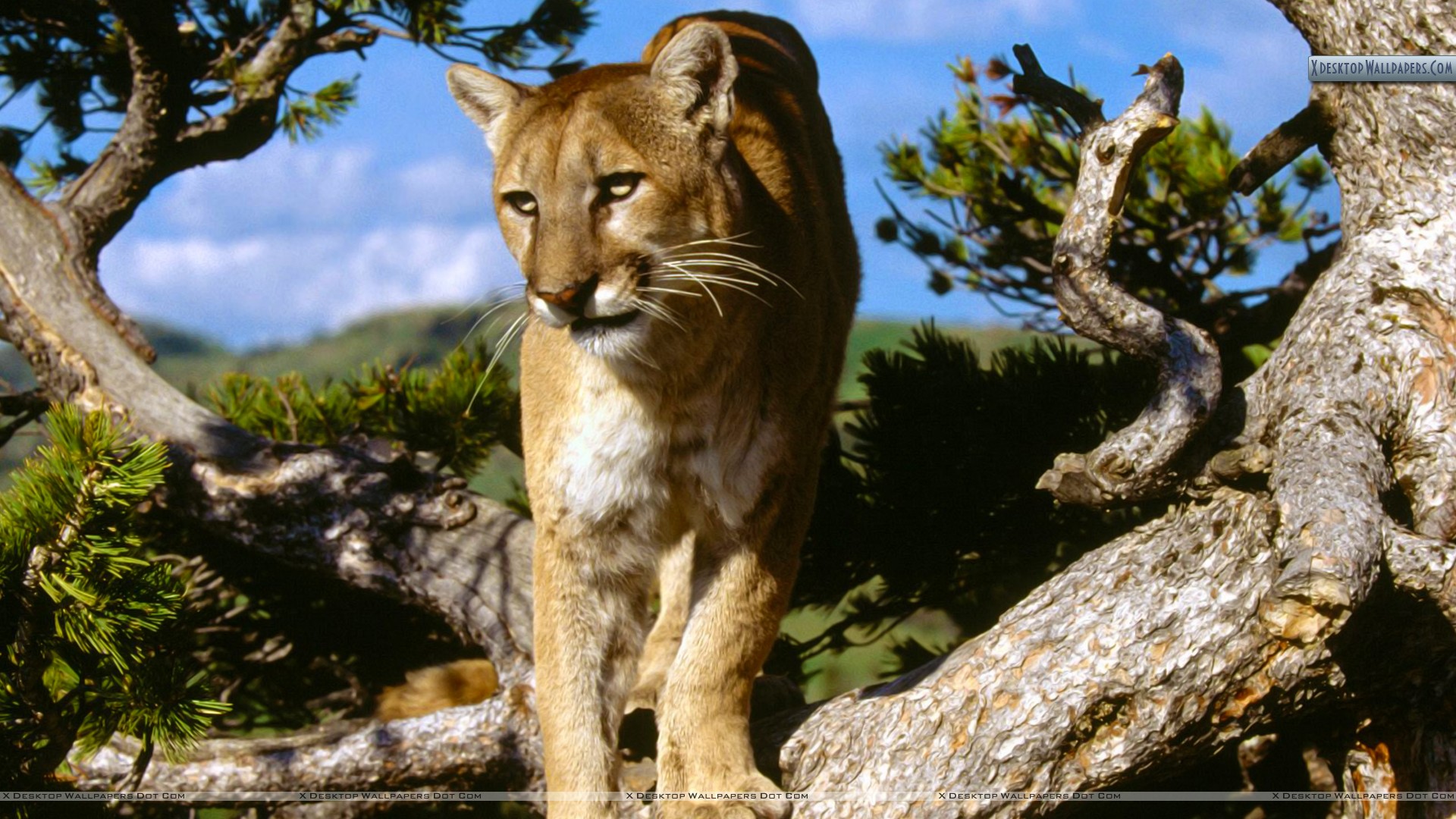 Mountain Lion - HD Wallpaper 