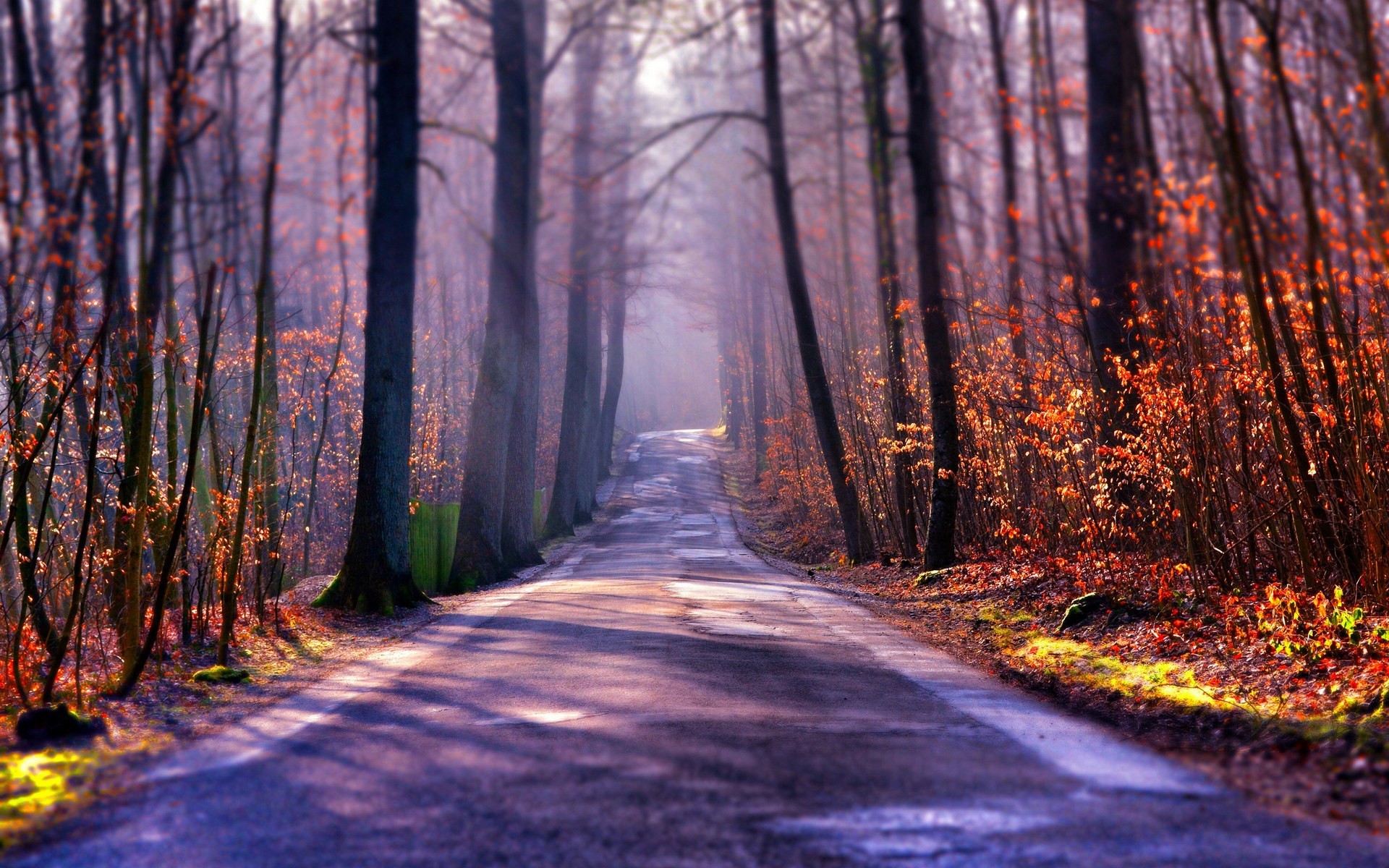 Forest Road Sunrise - HD Wallpaper 