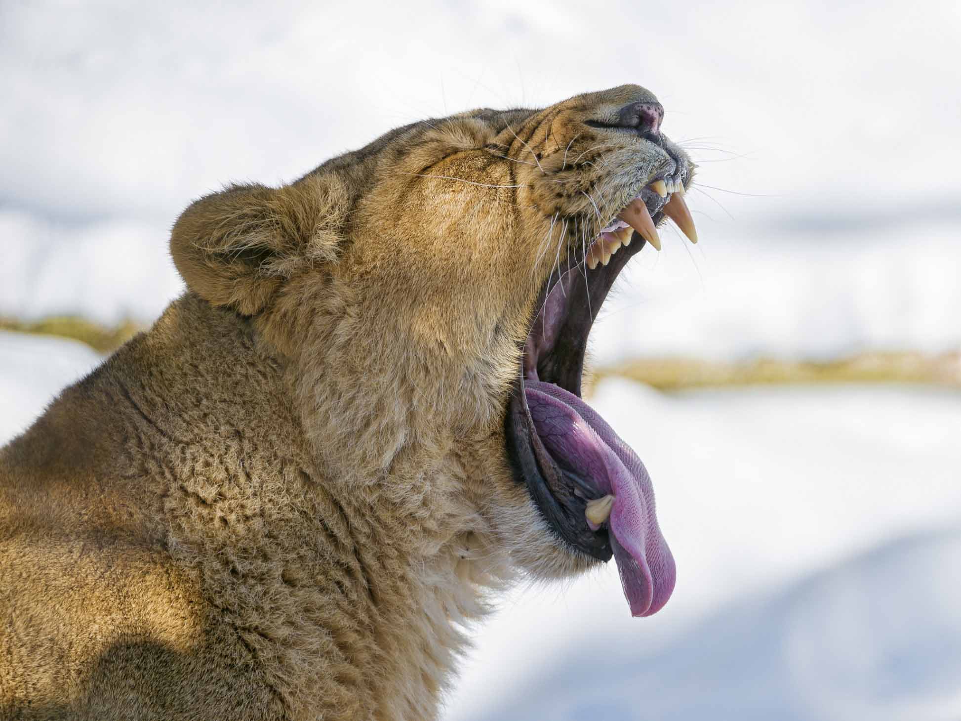 Lion Hd Wallpapers - Roar - HD Wallpaper 