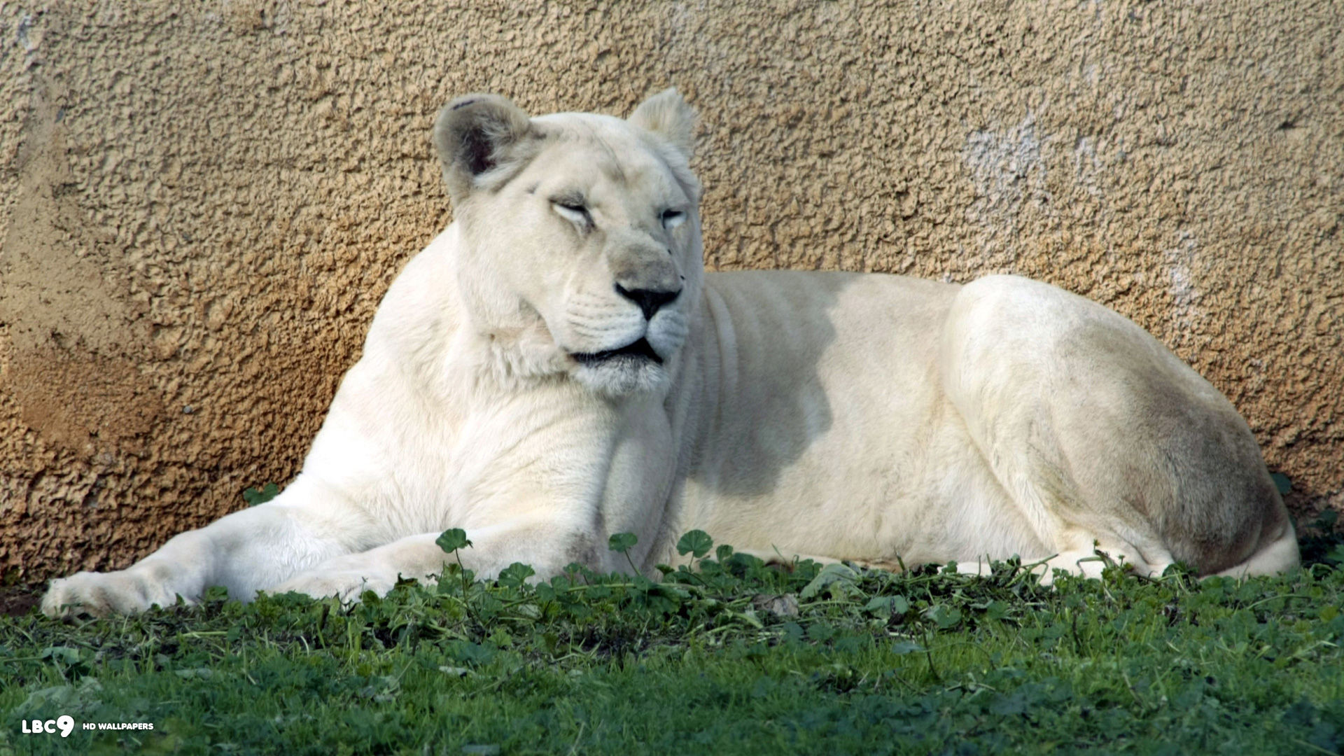 Albino Lion 
 Data-src /w/full/5/4/4/177452 - Albino Lion - HD Wallpaper 