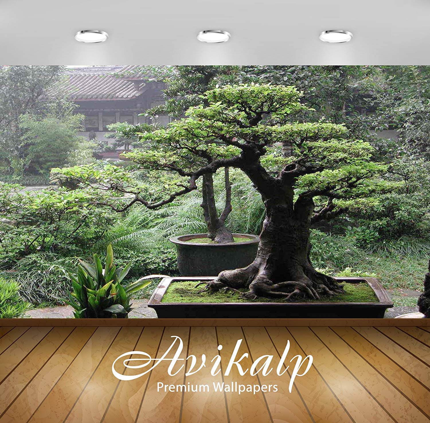 Download Cedar Of Lebanon Bonsai Teahub.io