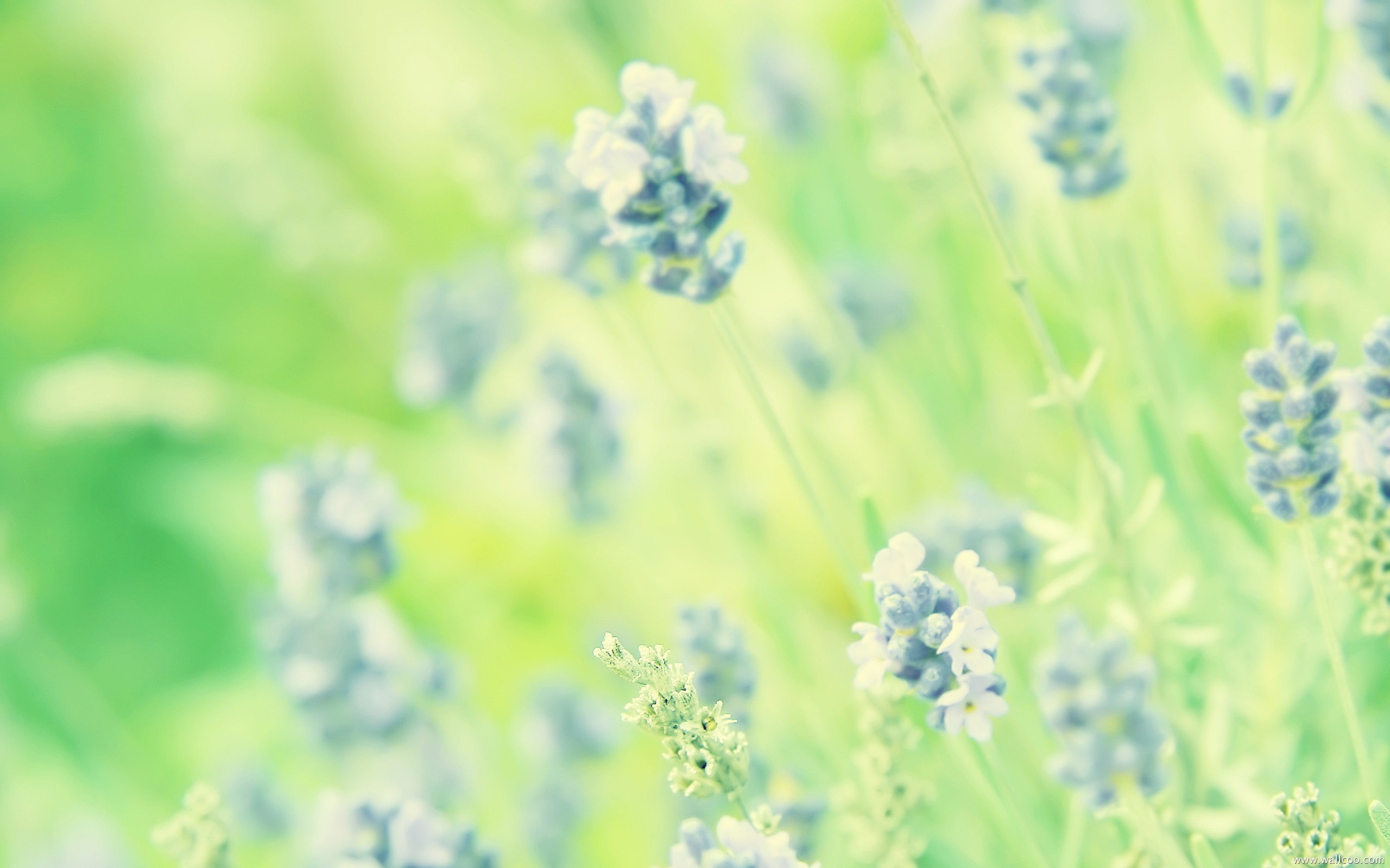 Pastel Green Flowers Background - HD Wallpaper 