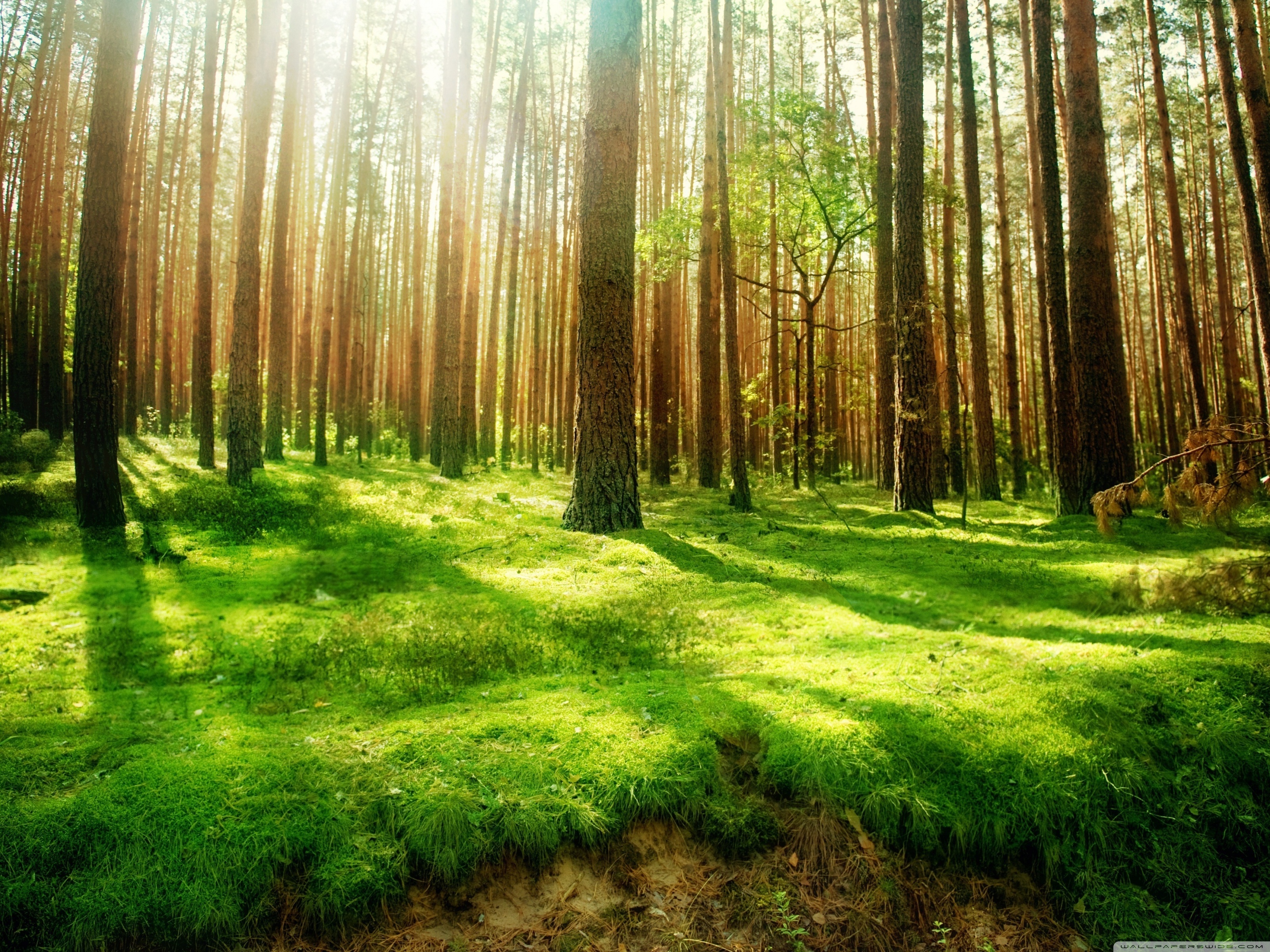 Beautiful Forest - HD Wallpaper 