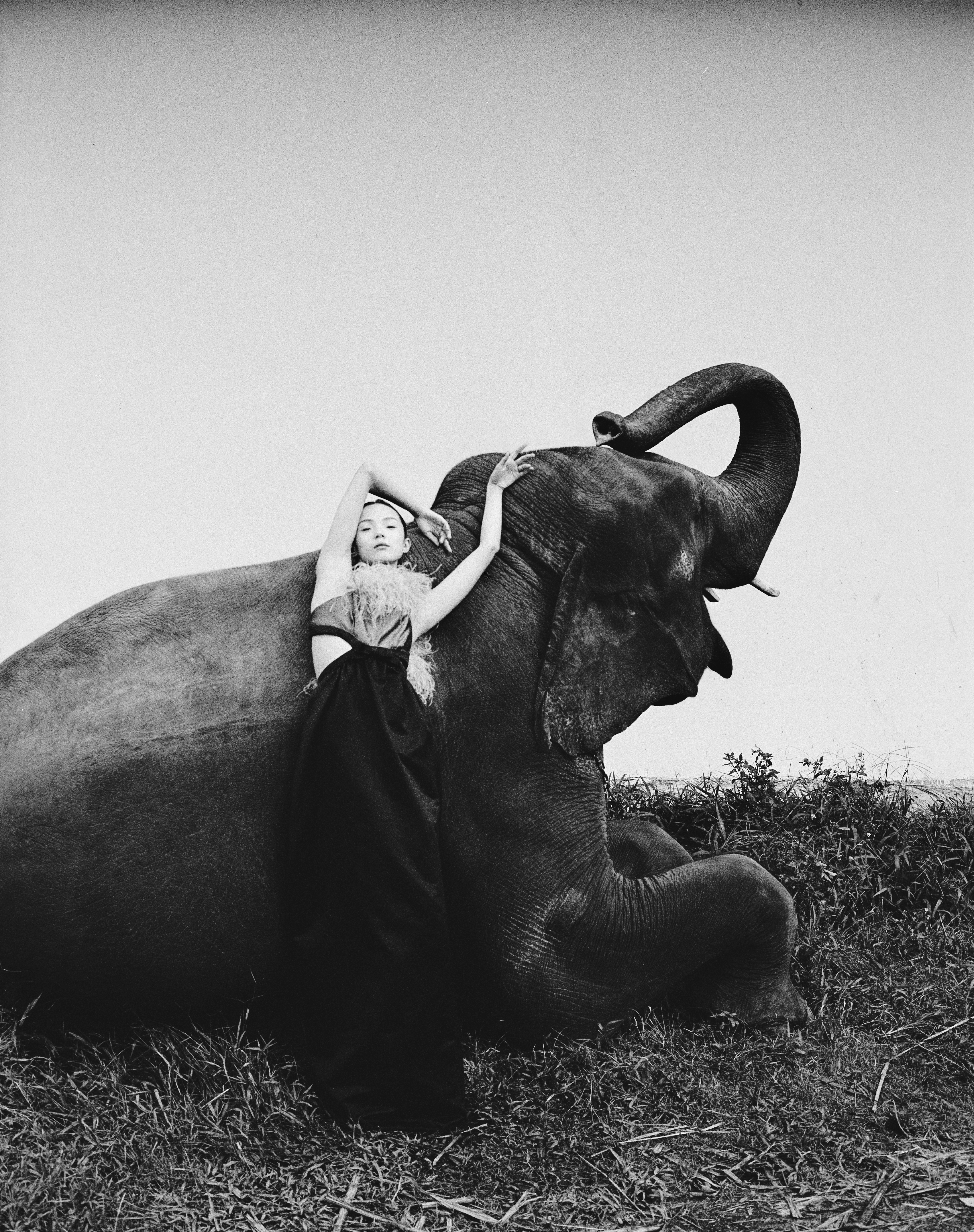 Xiao Wen Ju Animal Editorial - HD Wallpaper 