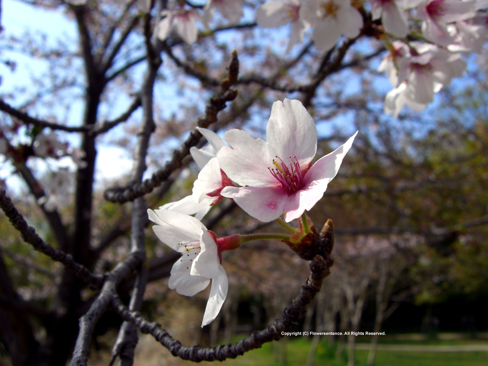 Cherry Blossom - HD Wallpaper 