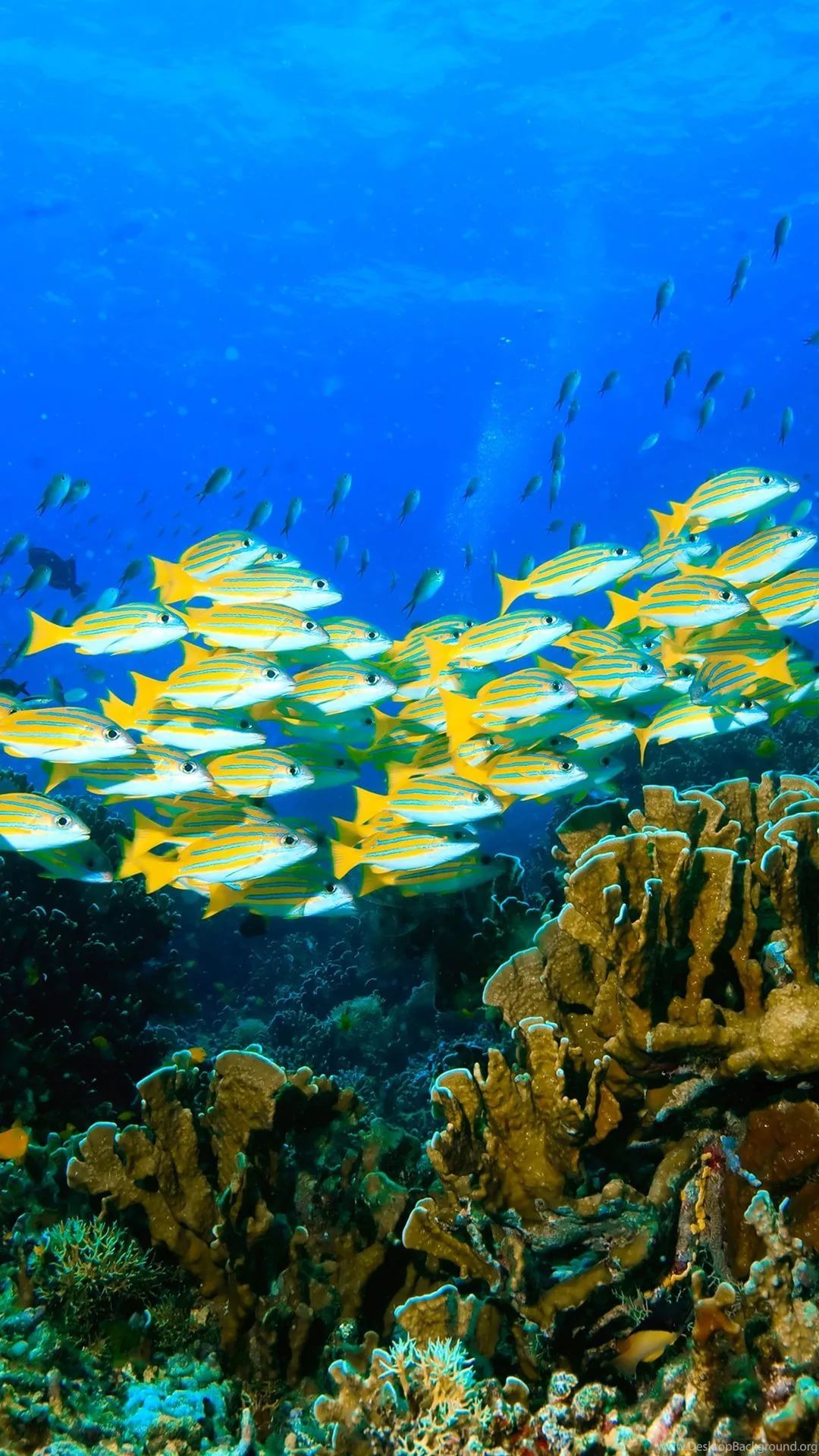 Free Tropical Fish Wallpaper For Your Phone - Reefs Corpus Christi - HD Wallpaper 