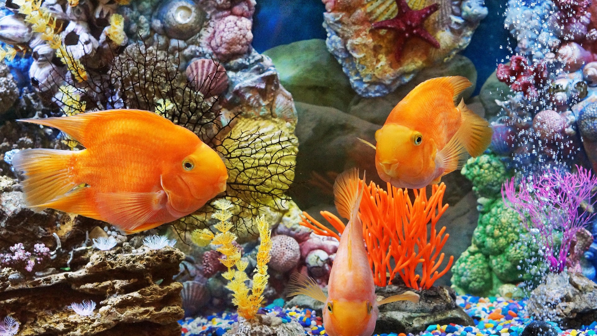 World Tropical Fish Desktop Background Hd - Desktop Backgrounds Tropical Fish - HD Wallpaper 