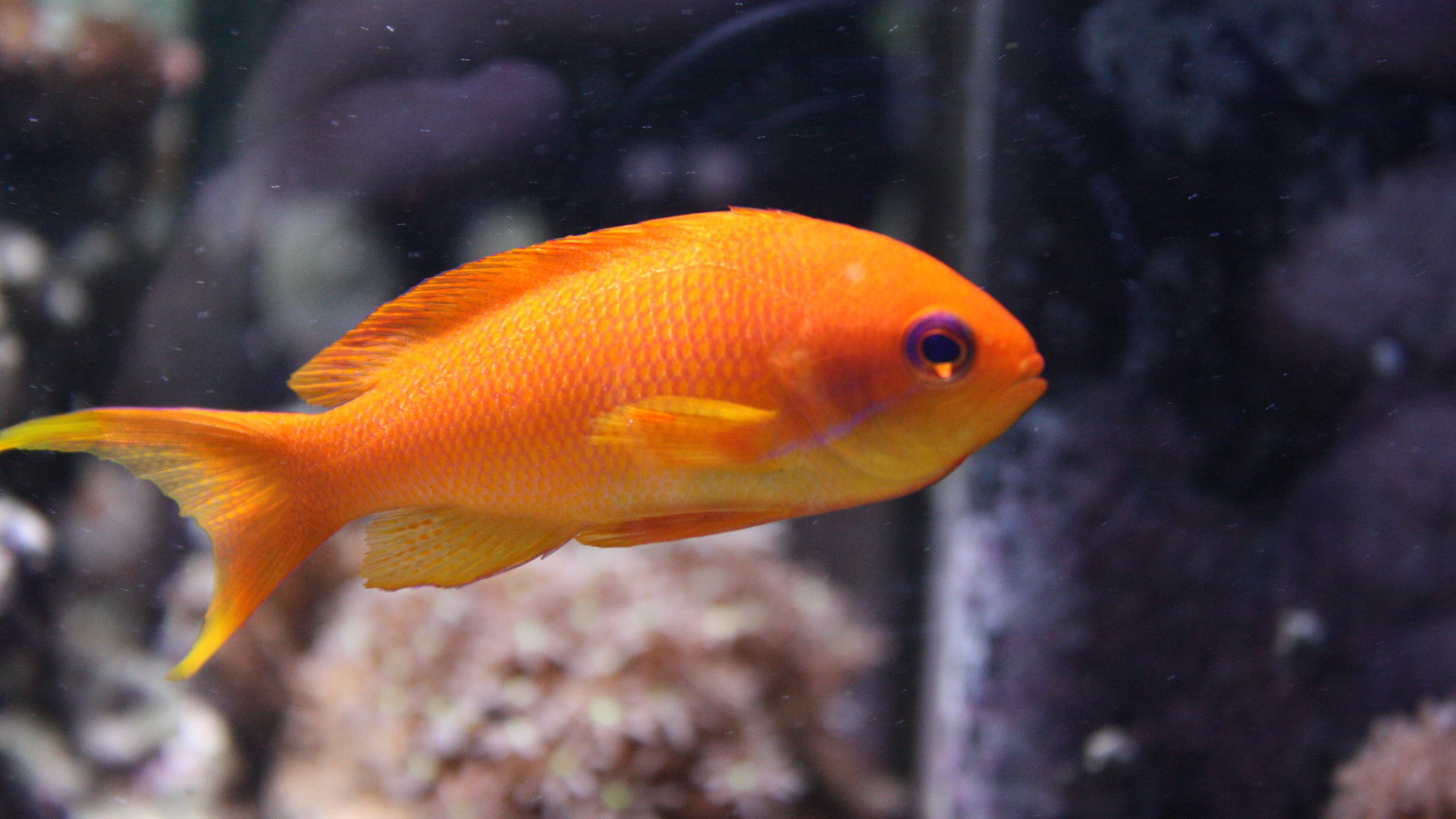 1080p Fish Images Hd 19x1080 Wallpaper Teahub Io