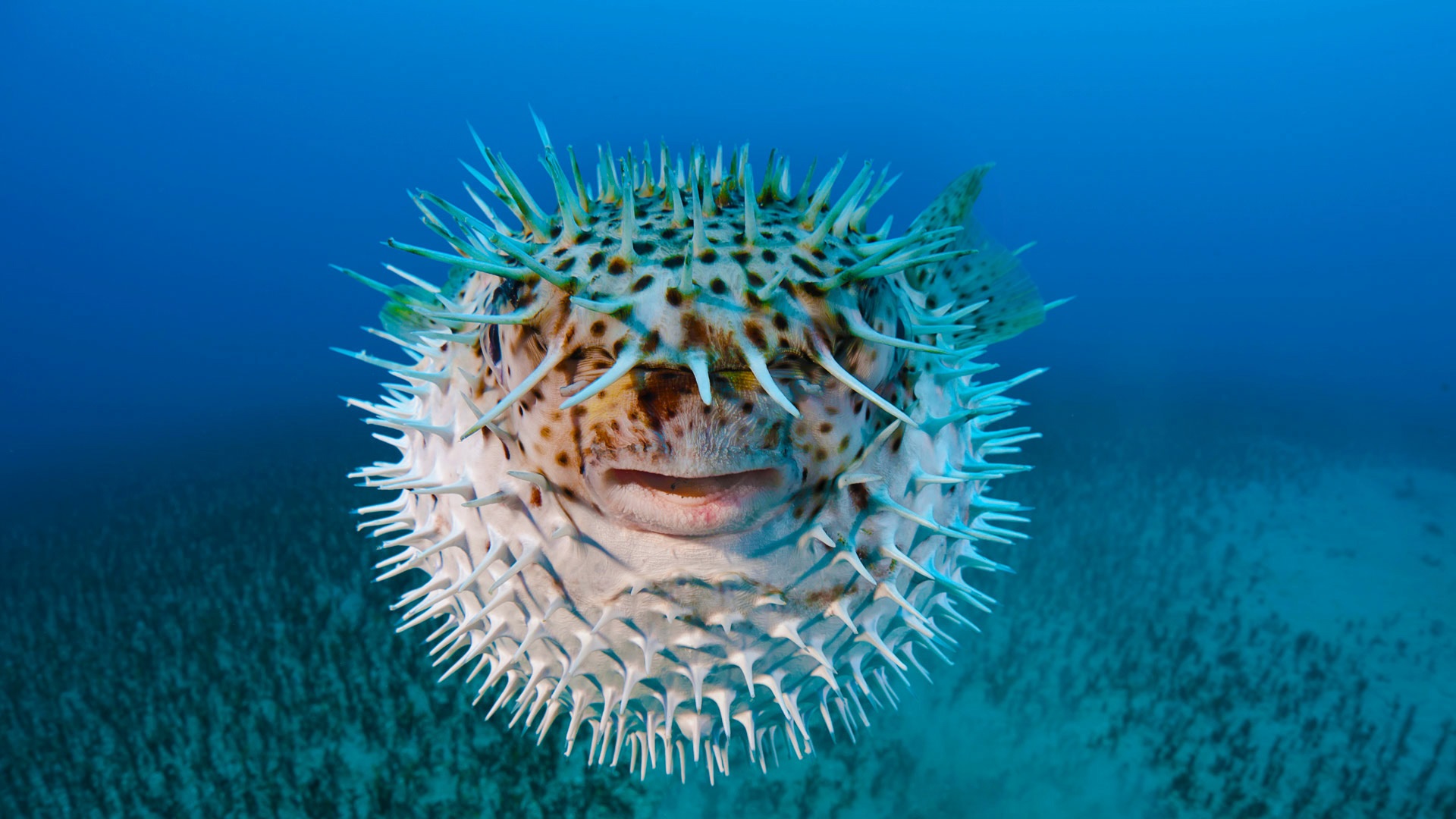 Wallpaper Puffer Fish, Front View - Puffer Fish - HD Wallpaper 
