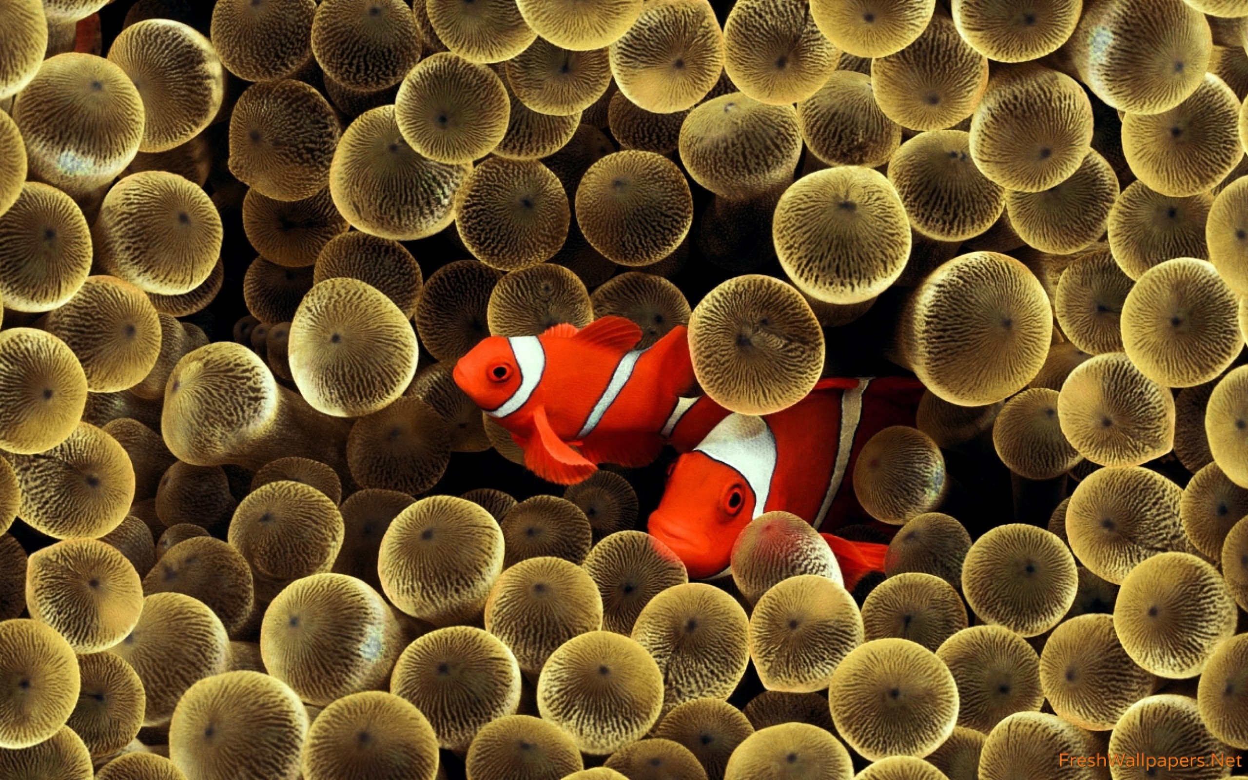 Fish Wallpaper Free Download For Mobile - HD Wallpaper 