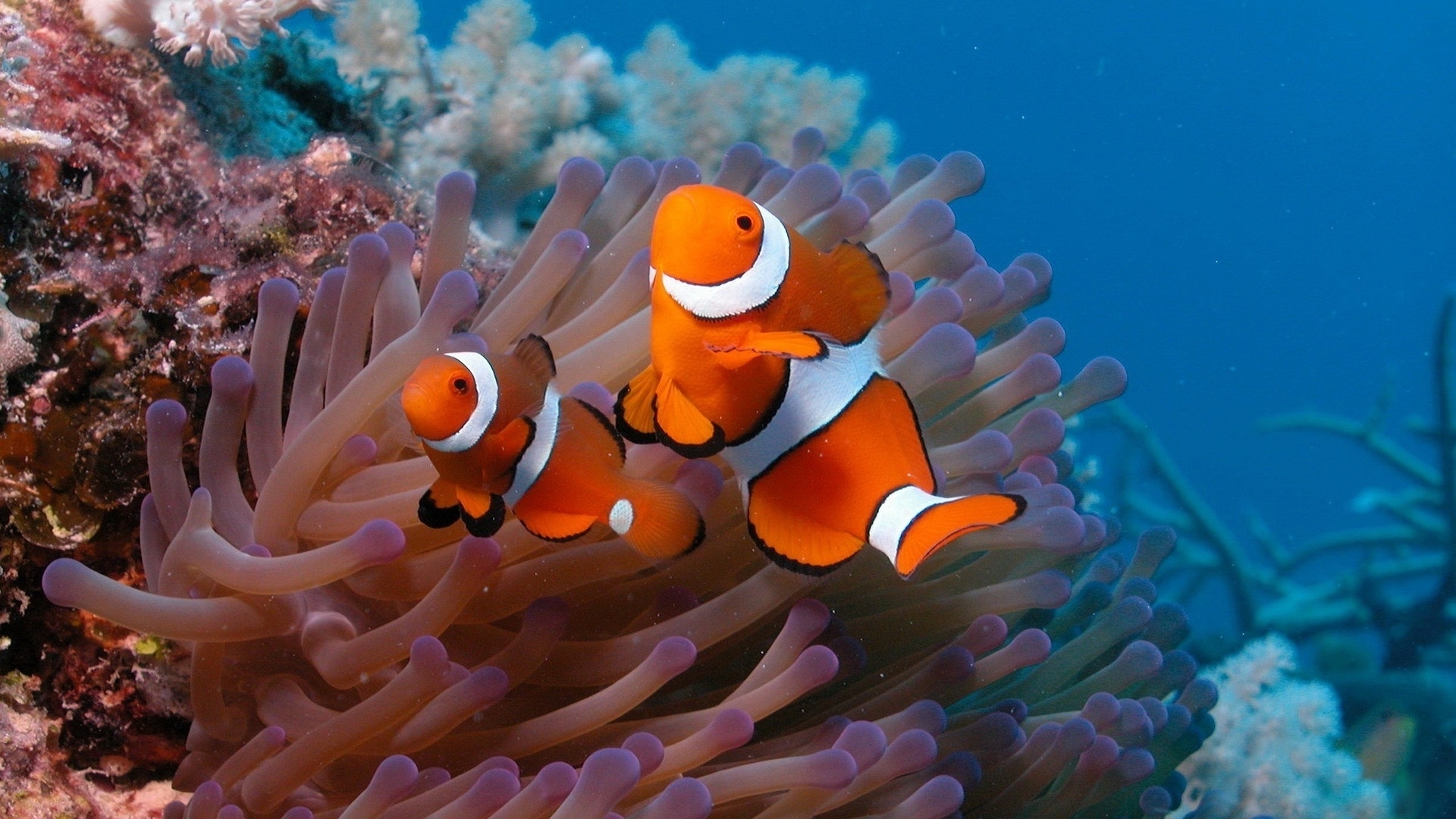 Wallpaper Anemonefish Underwater Exotic Fish - Coral Reef Fish Hd - HD Wallpaper 