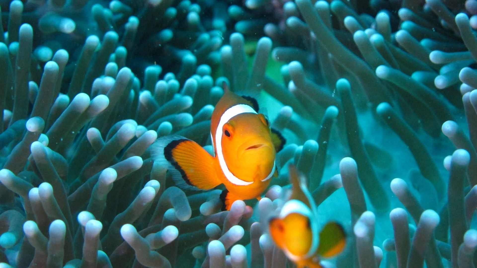 Clownfish, Fish, Underwater, Aquarium, Wallpaper - Scuba Diving Perhentian Islands - HD Wallpaper 